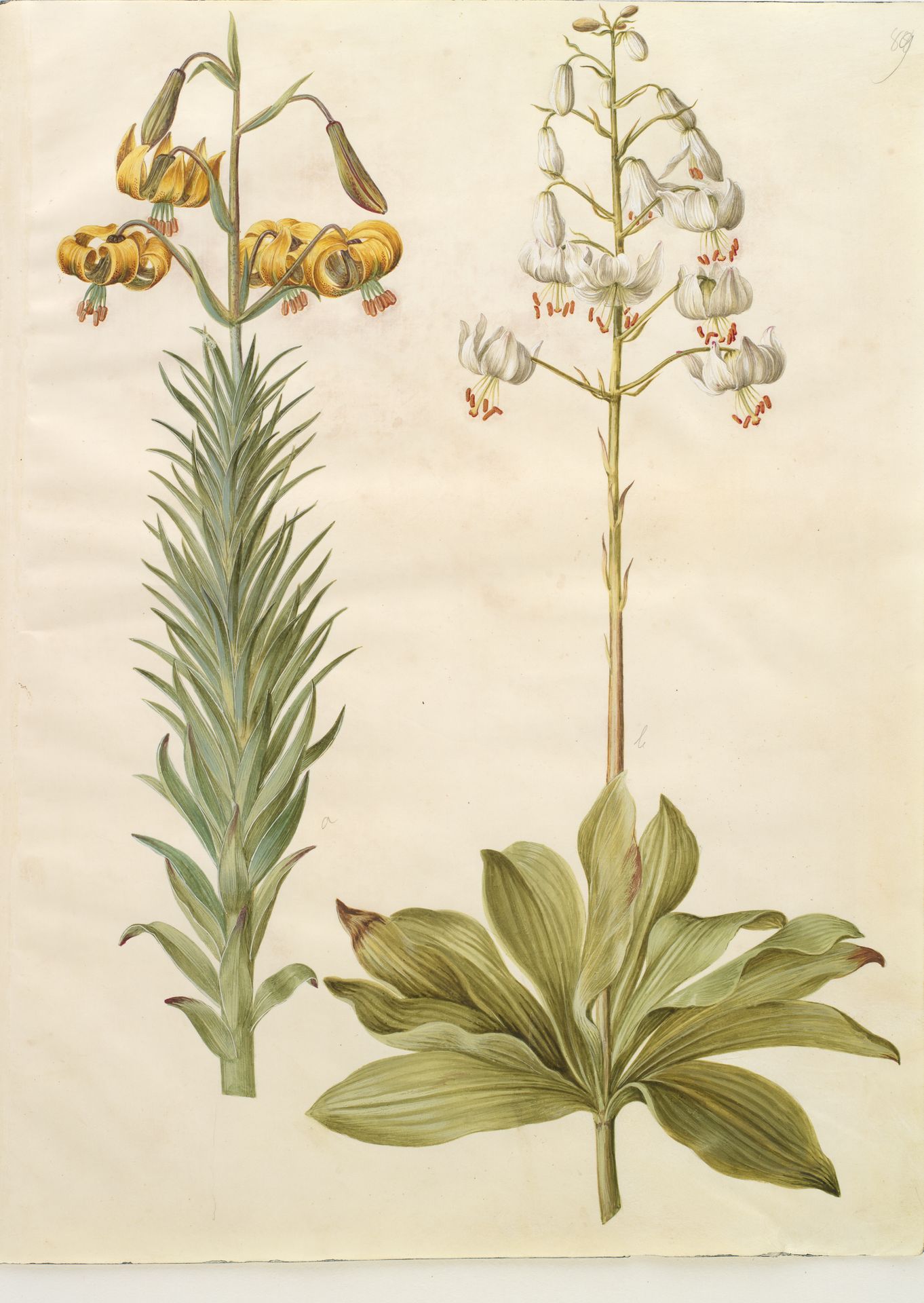 Lilium pyrenaicum (pyrenæisk lilje); Lilium martagon (krans-lilje) by Hans Simon Holtzbecker