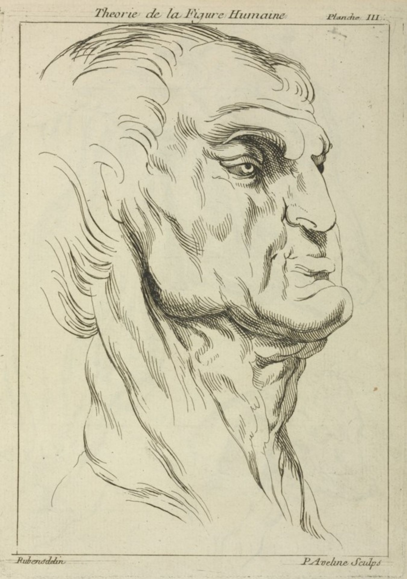 Head of a man by Peter Paul Rubens