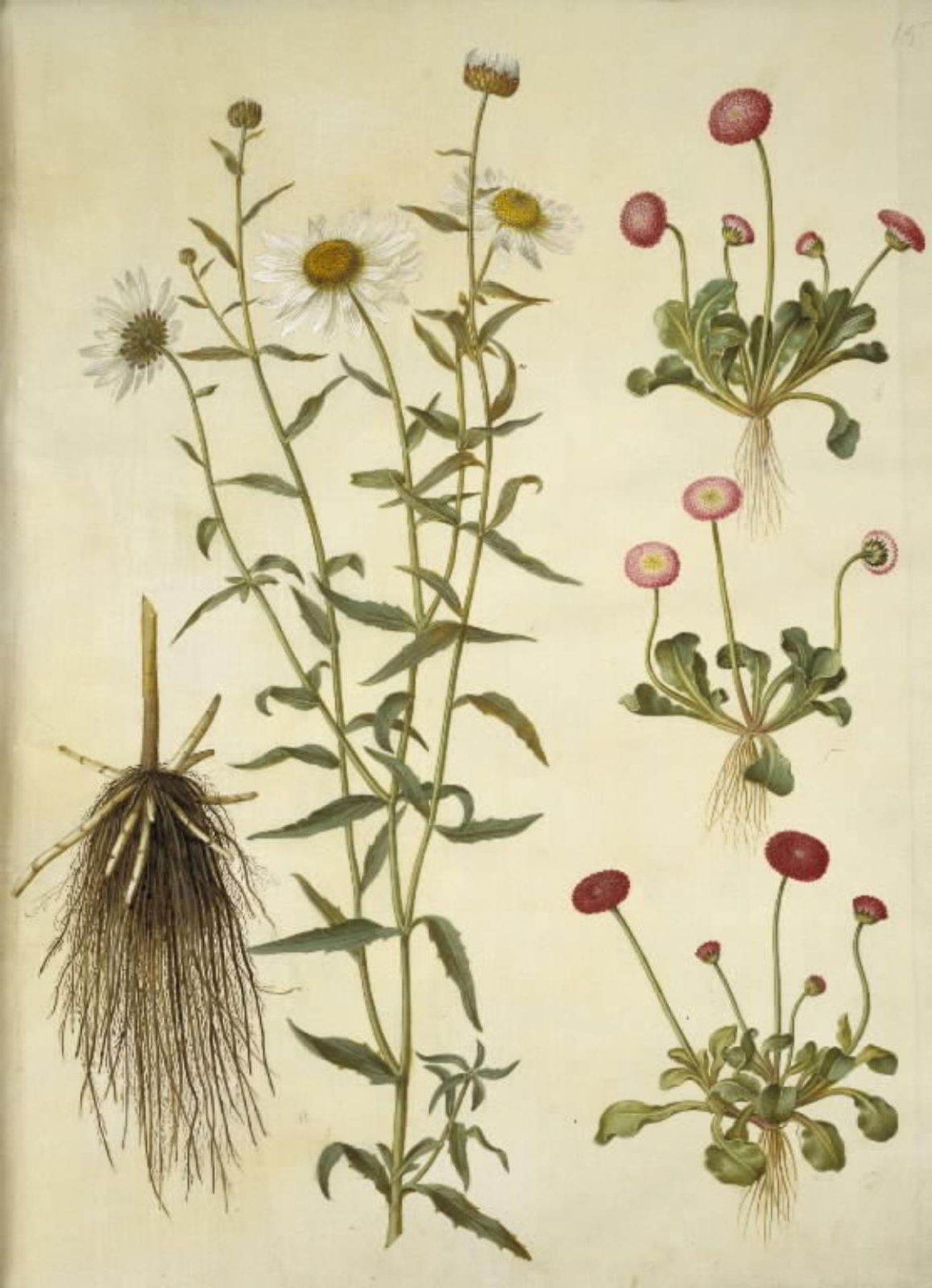 Leucanthemum vulgare (hvid okseøje); Bellis perennis (almindelig tusindfryd) by Hans Simon Holtzbecker