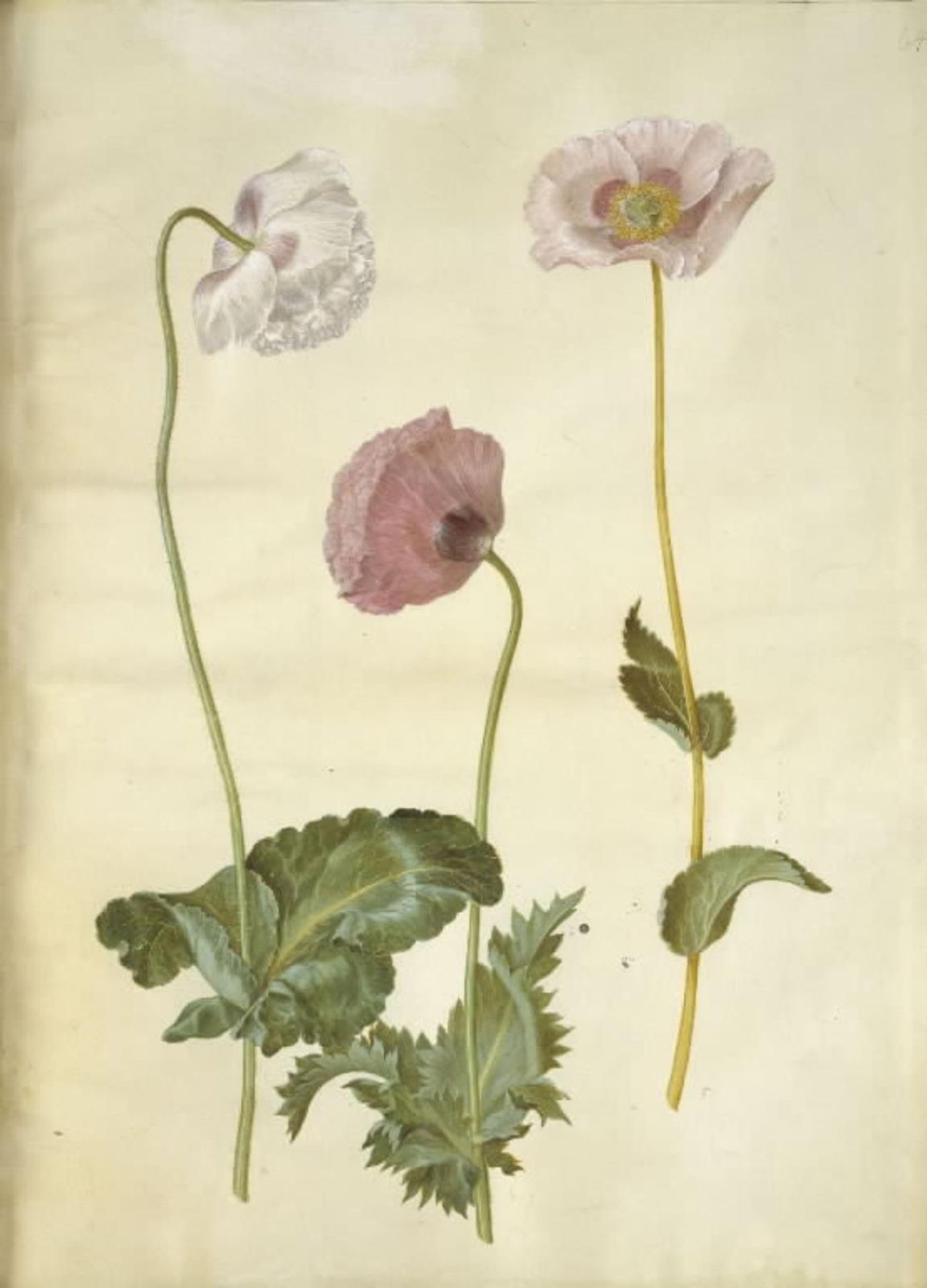 Papaver somniferum (opium-valmue) by Hans Simon Holtzbecker