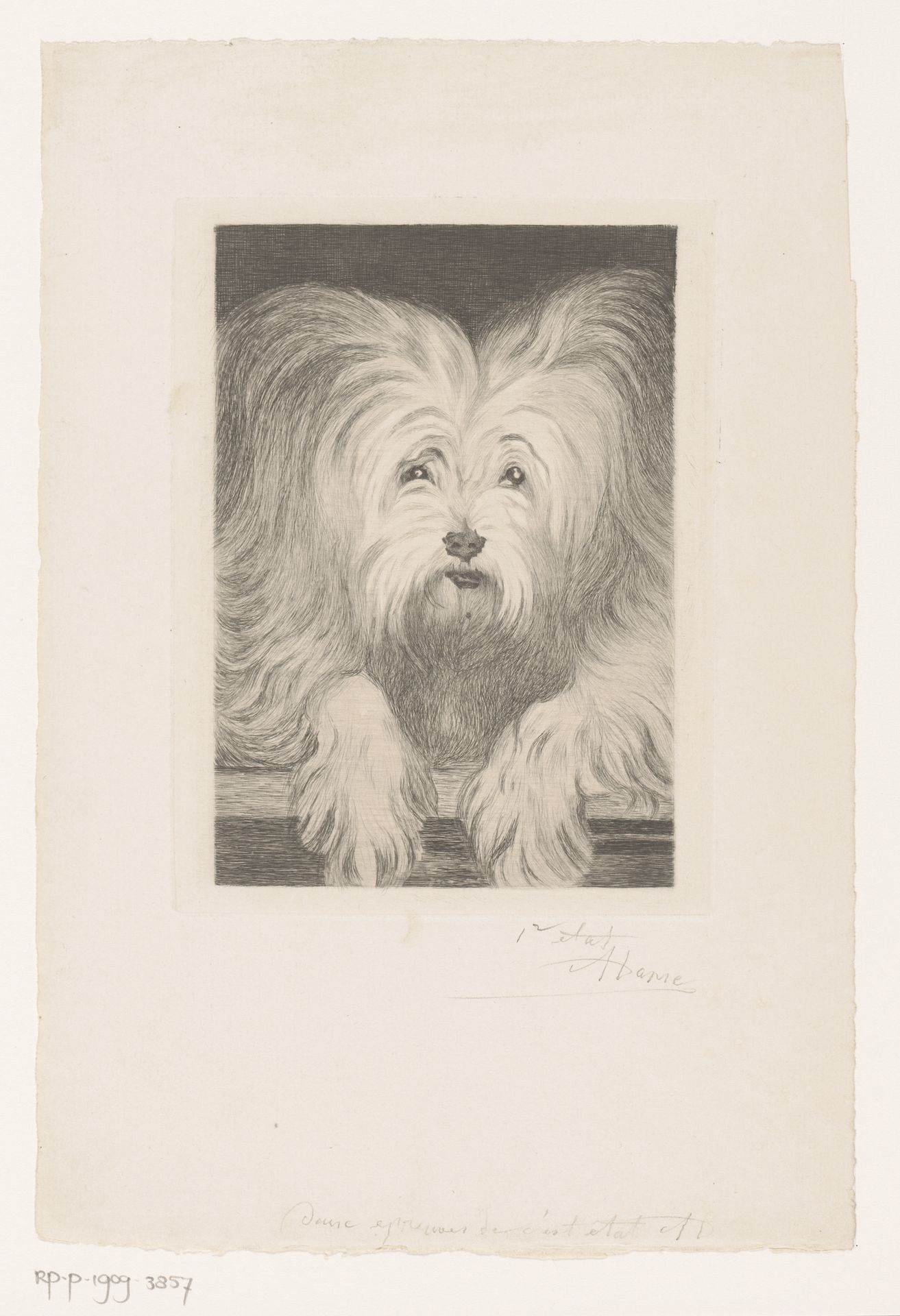 Kop van een maltezer by Auguste Danse