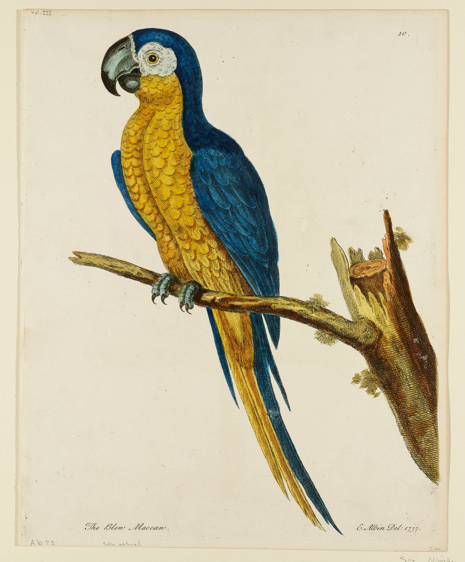 The Bleu Maccaw by Eleazer Albin