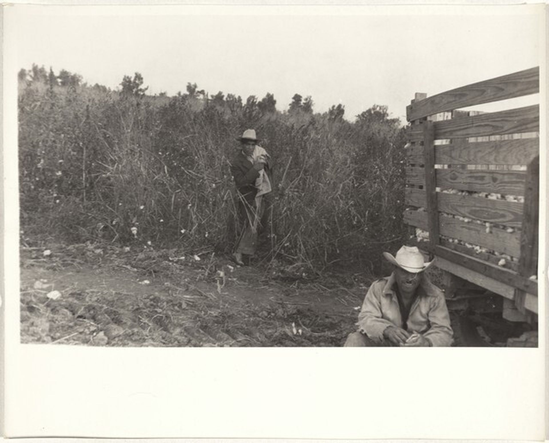 Cotton harvesters near truck--Arkansas by Robert Frank