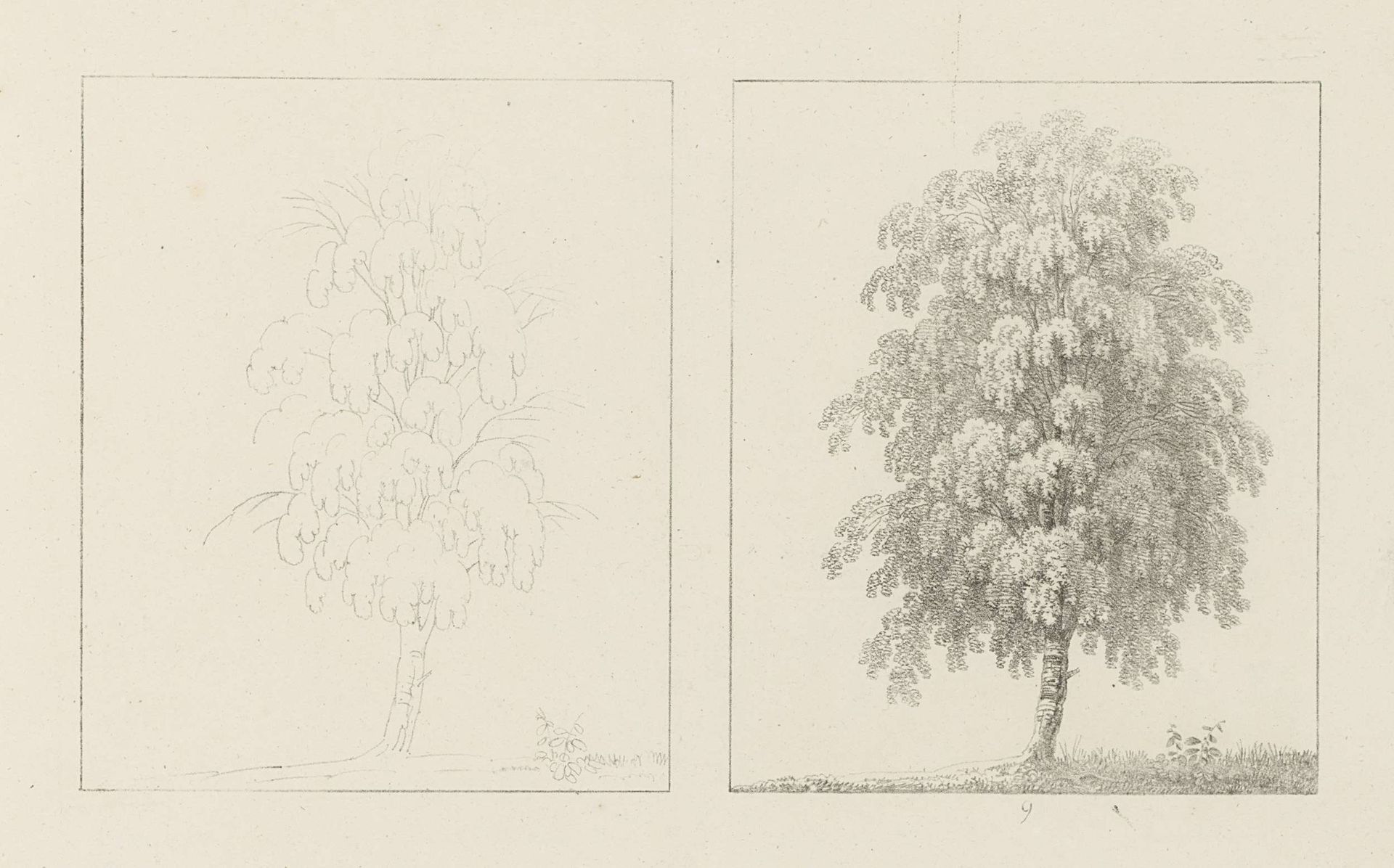 Albumblad met twee voorstellingen van van twee beukenbomen: links het ontwerp, rechts de uitvoering by Max Josef Wagenbauer