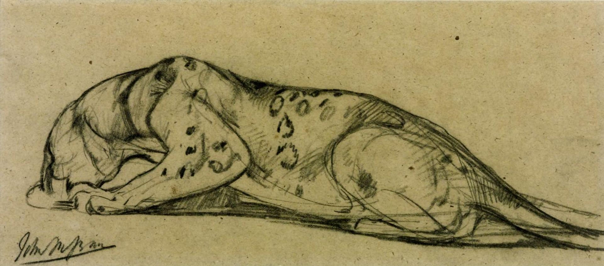 Leopard Drinking by John Macallan Swan