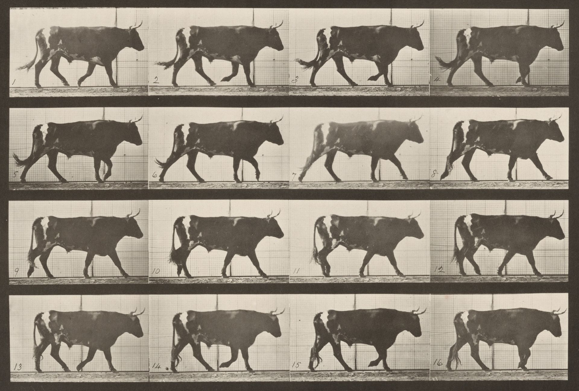 Plate Number 669. Ox; walking by Eadweard Muybridge