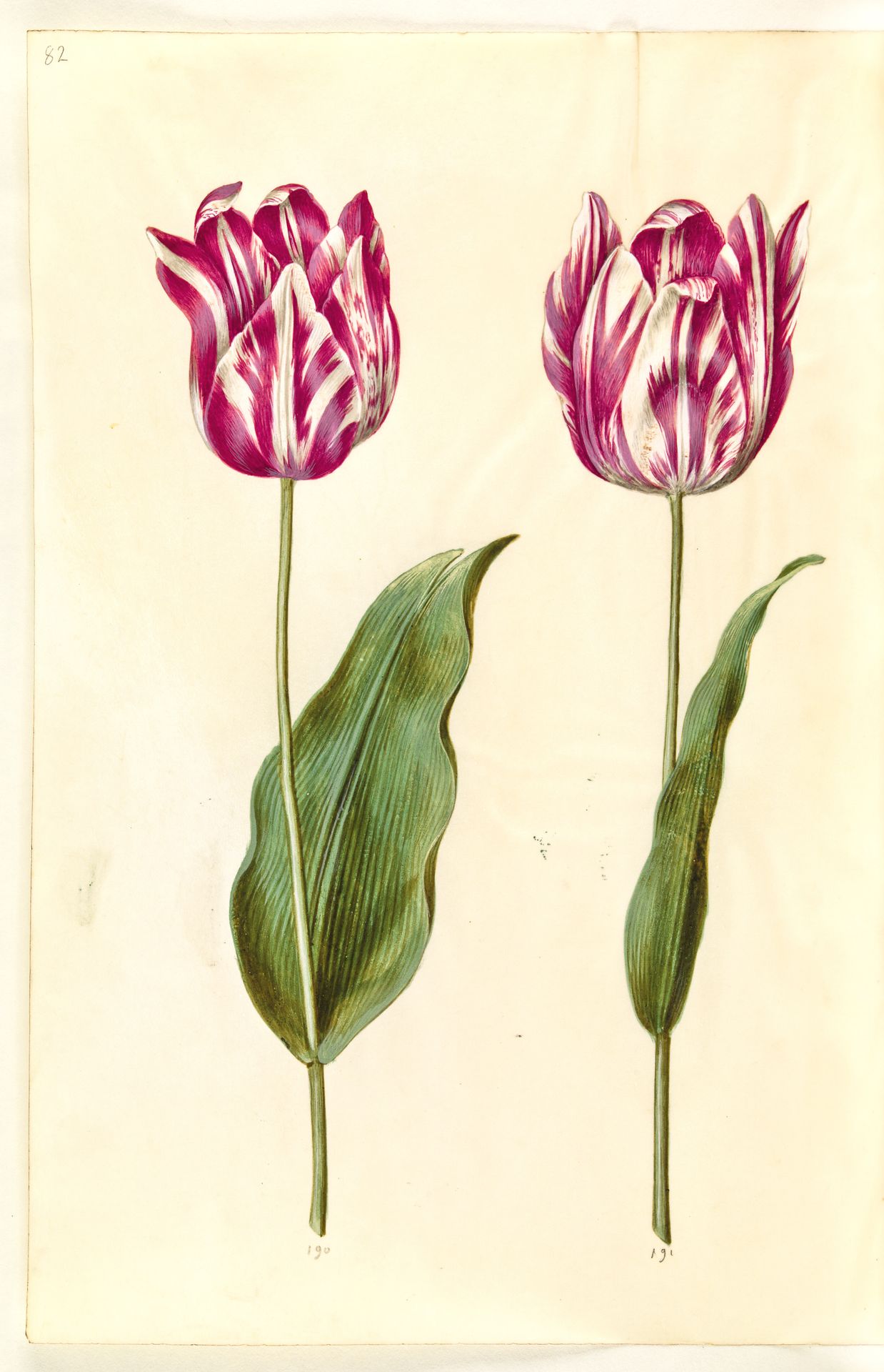 Tulipa gesneriana (have-tulipan) by Hans Simon Holtzbecker