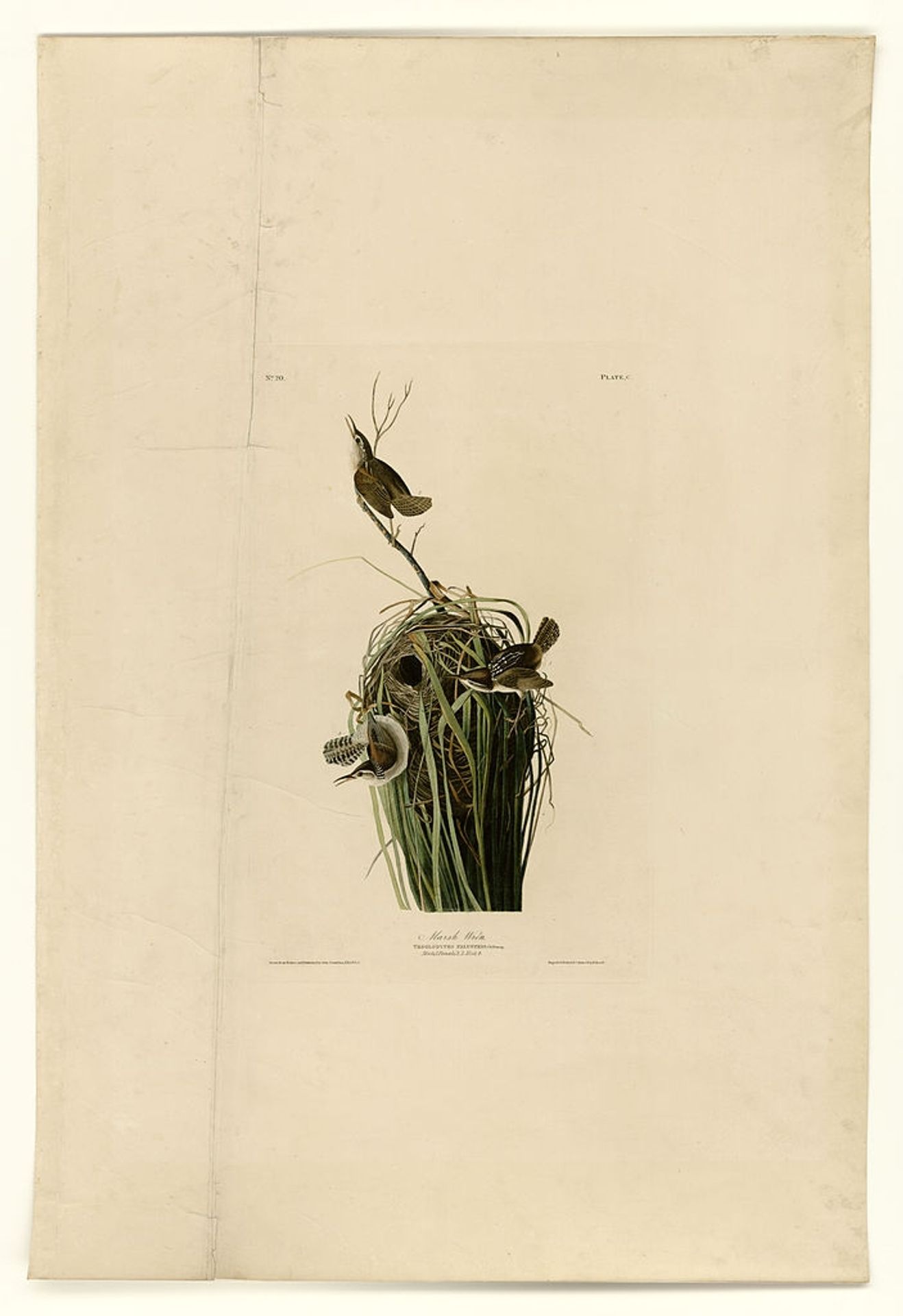 Plate 100 Marsh Wren by John James Audubon