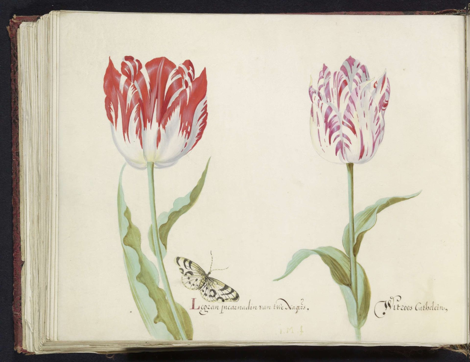 Twee tulpen met vlinder by Jacob Marrel