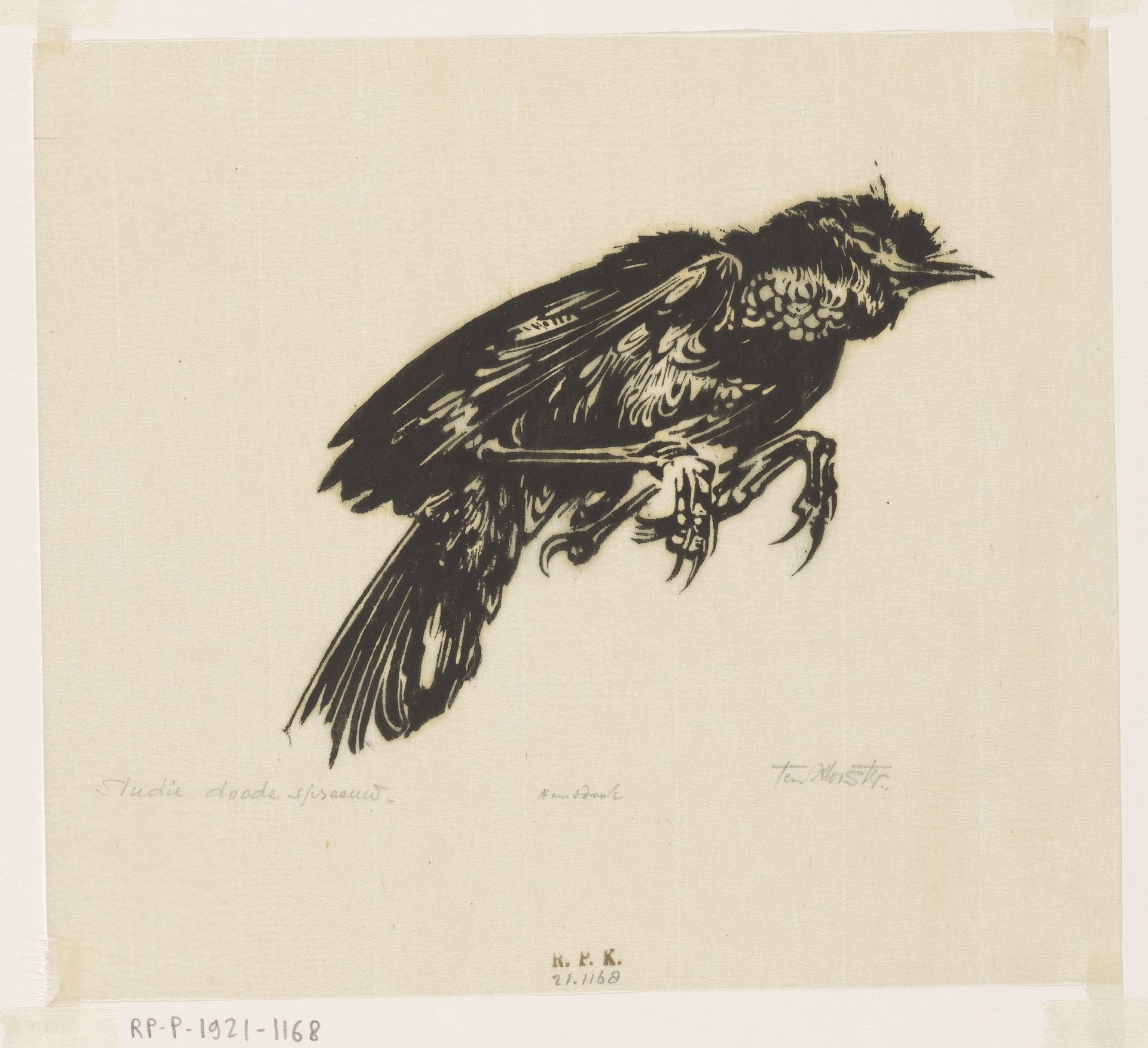 Doode spreeuw by Johannes Frederik Engelbert ten Klooster