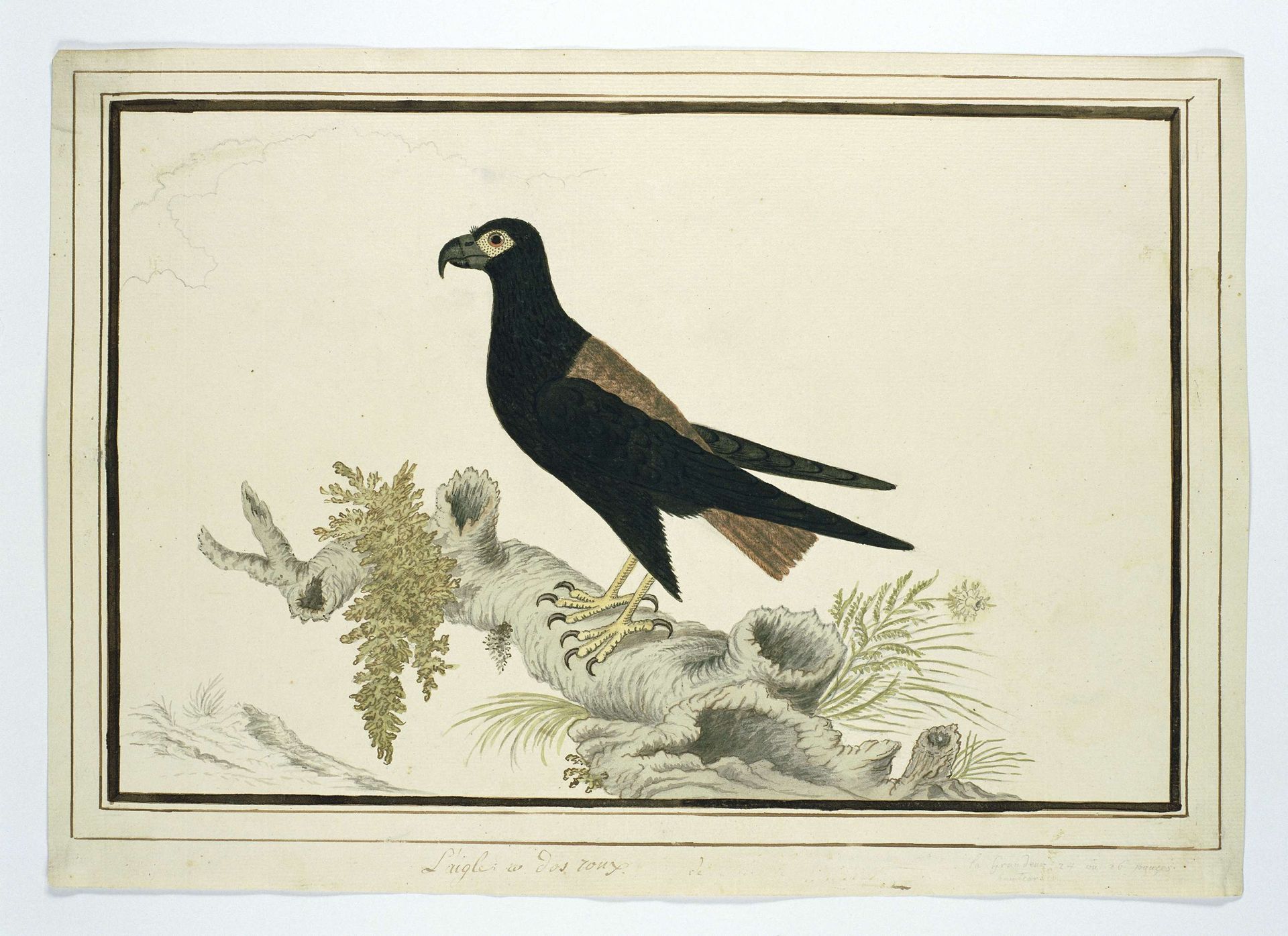 Terathopius ecaudatus (Bataleur) by Robert Jacob Gordon
