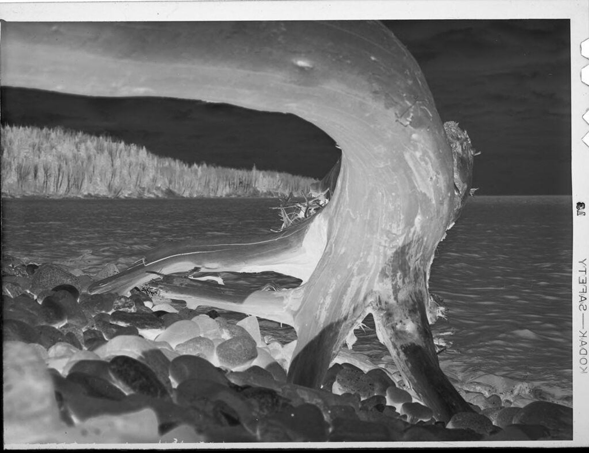 Untitled (tree trunk in front of waterfront) by Lucian and Mary Brown
