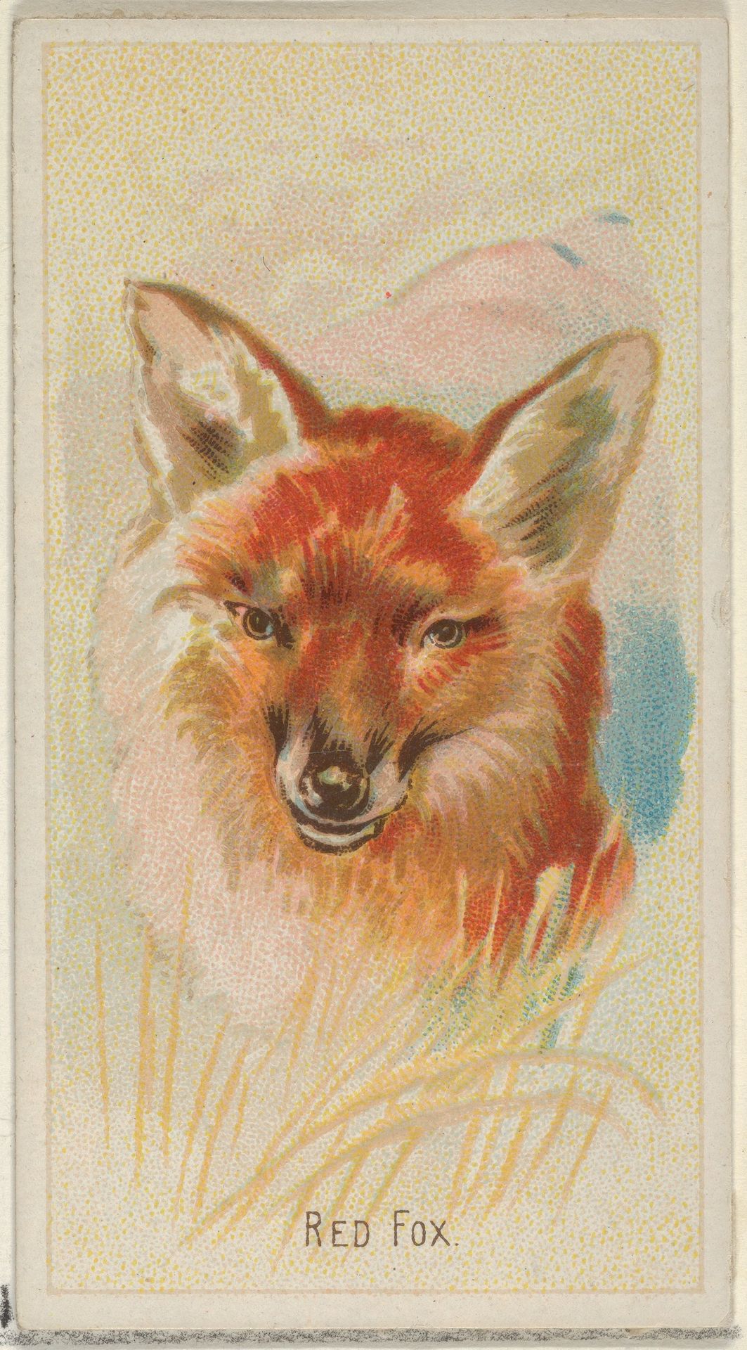 Red Fox, from the Wild Animals of the World series (N25) for Allen & Ginter Cigarettes by Allen & Ginter