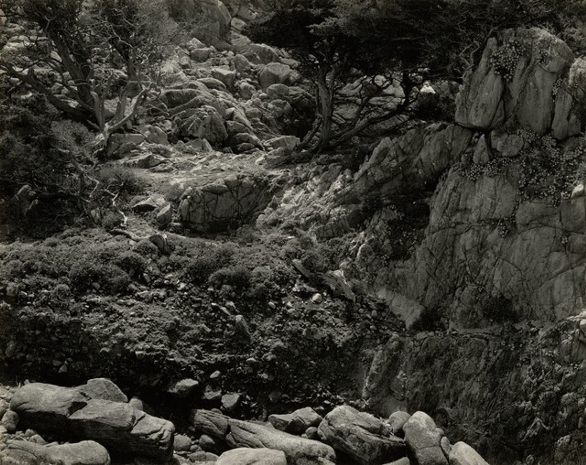 Point Lobos by Edward Weston