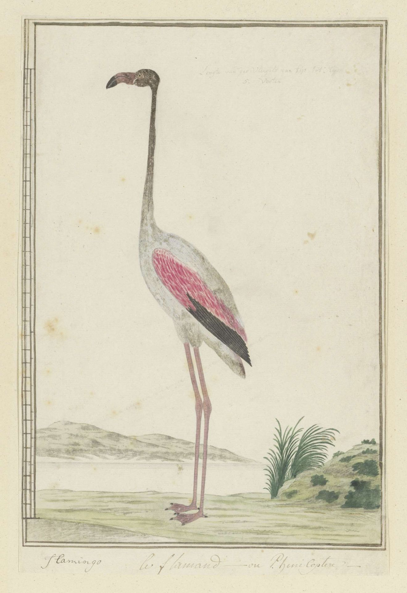 Phoenicopterus ruber roseus (Greater flamingo) by Robert Jacob Gordon