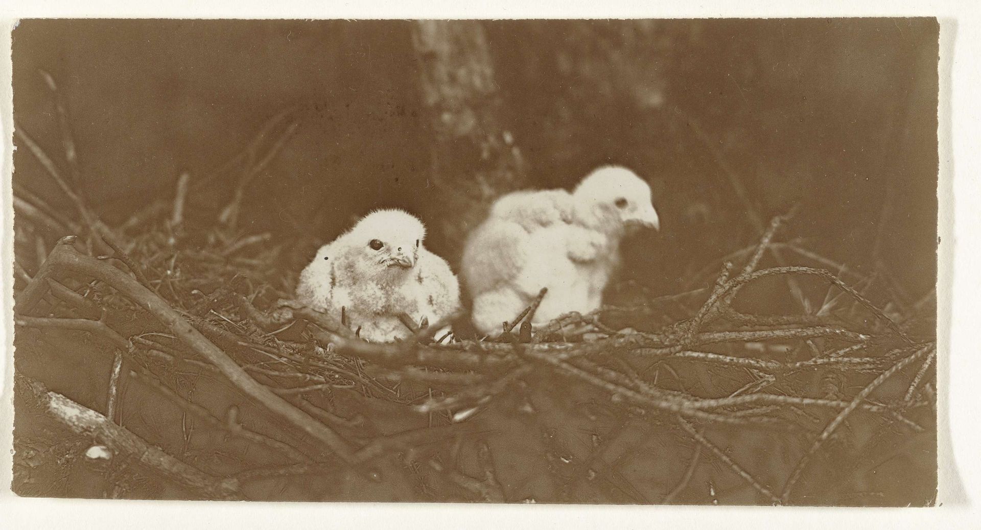 Twee jonge vogels op een nest (vogels) by Richard Tepe