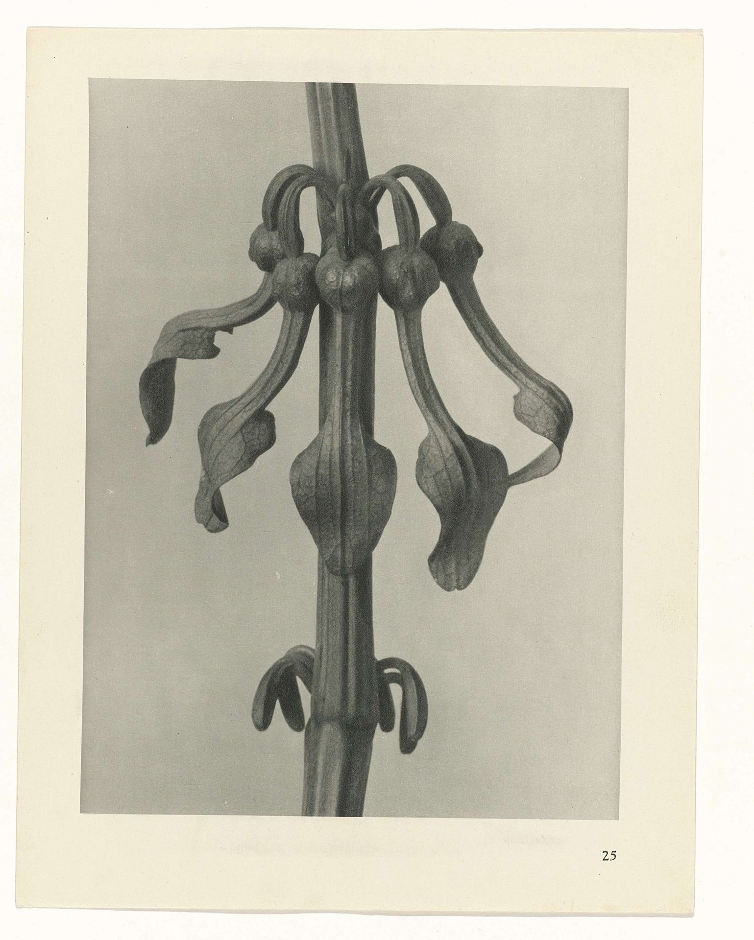 Plantstudie by Karl Blossfeldt