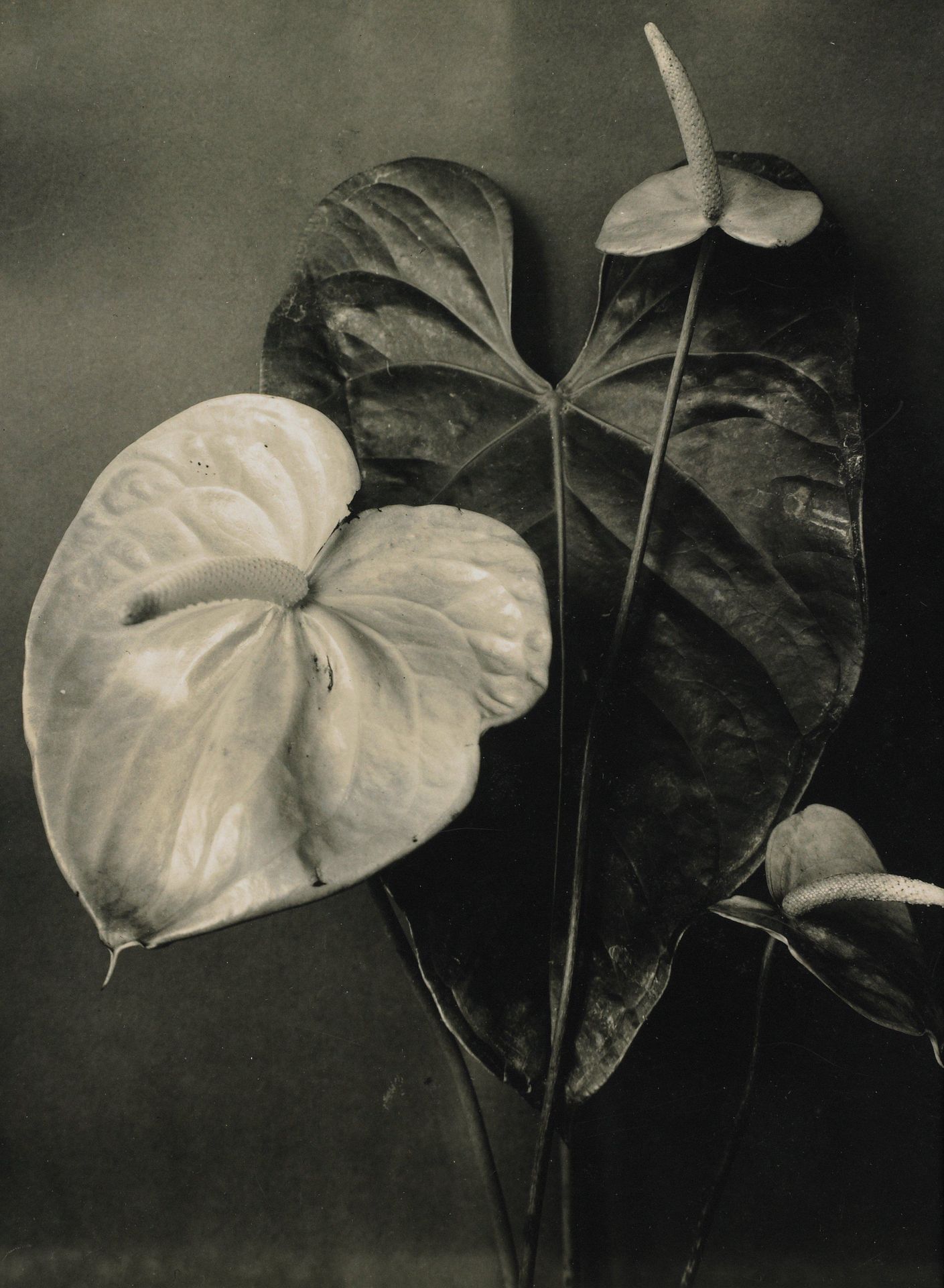 Anthurium by Richard Tepe