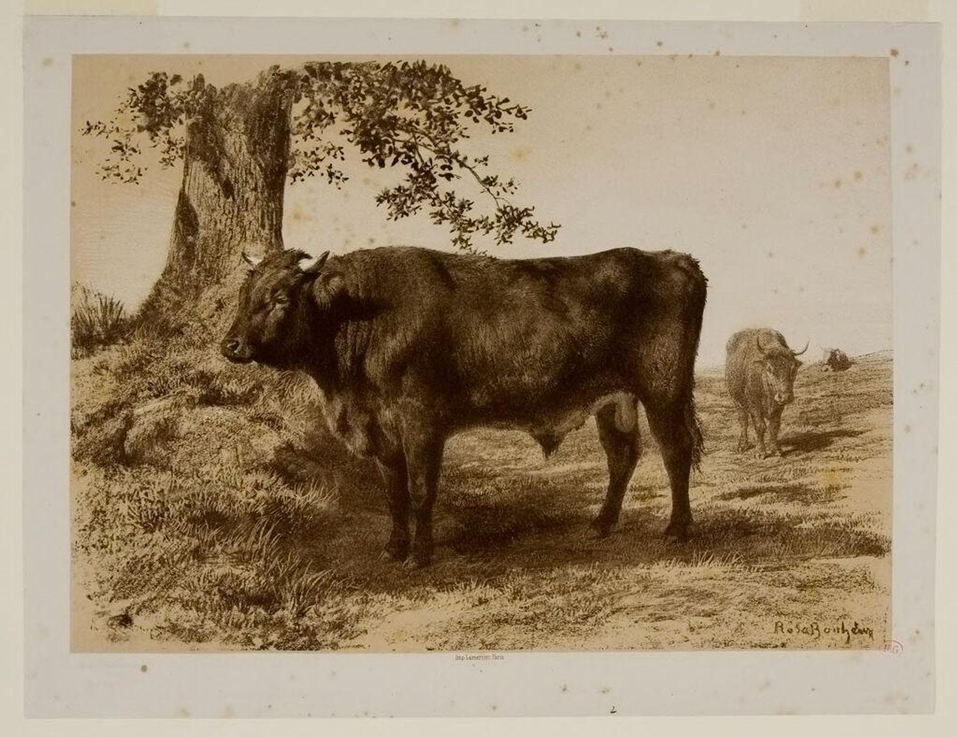 Spanish Bull by Rosa Bonheur