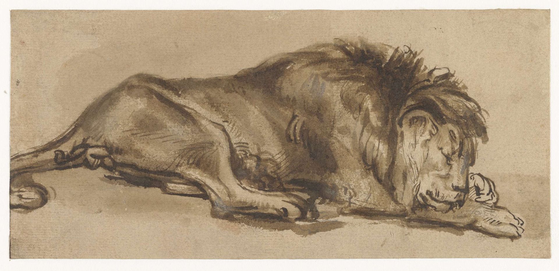 Study of a Lion Asleep by Rembrandt van Rijn