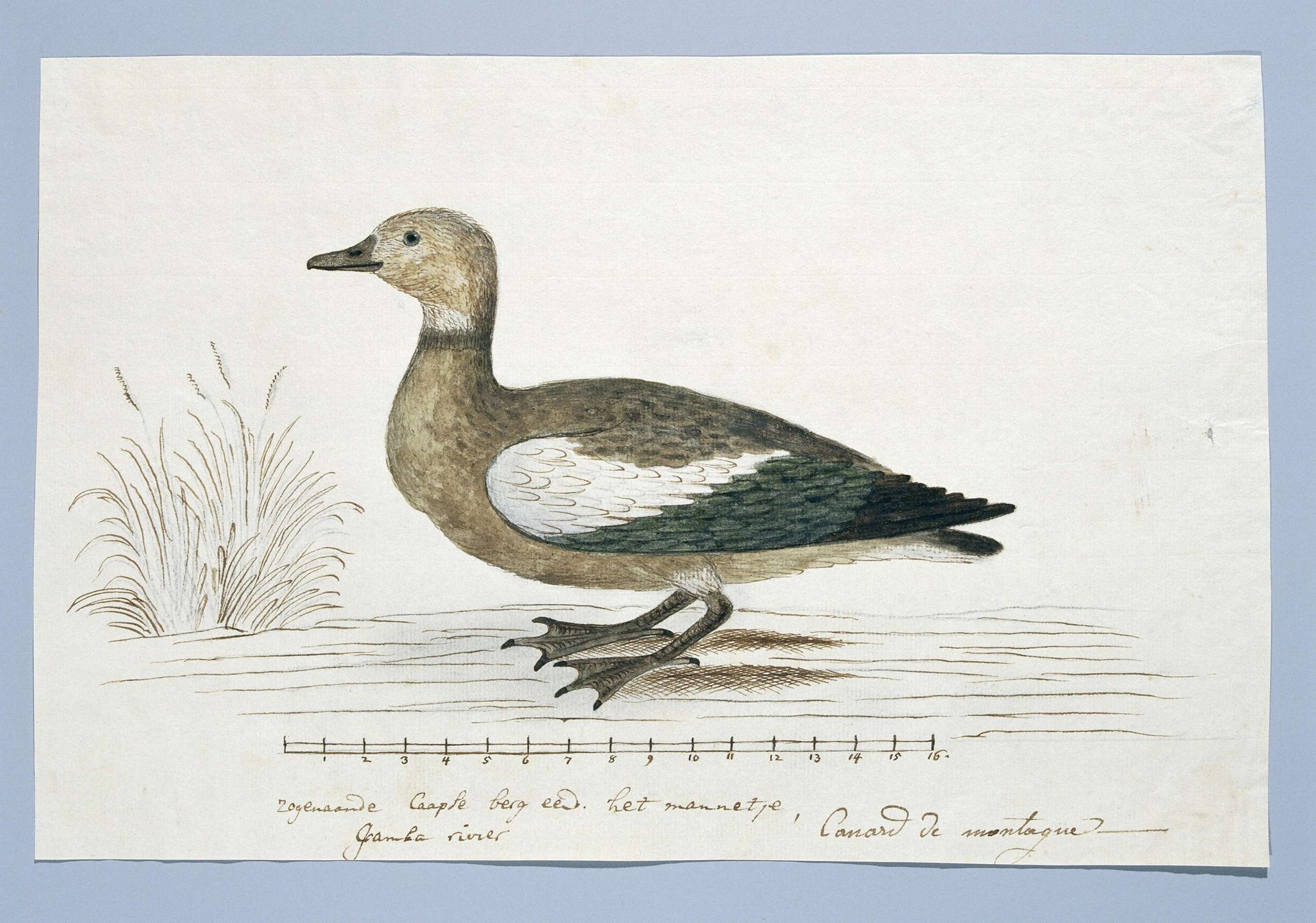 Tadorna cana (South African shelduck) by Robert Jacob Gordon