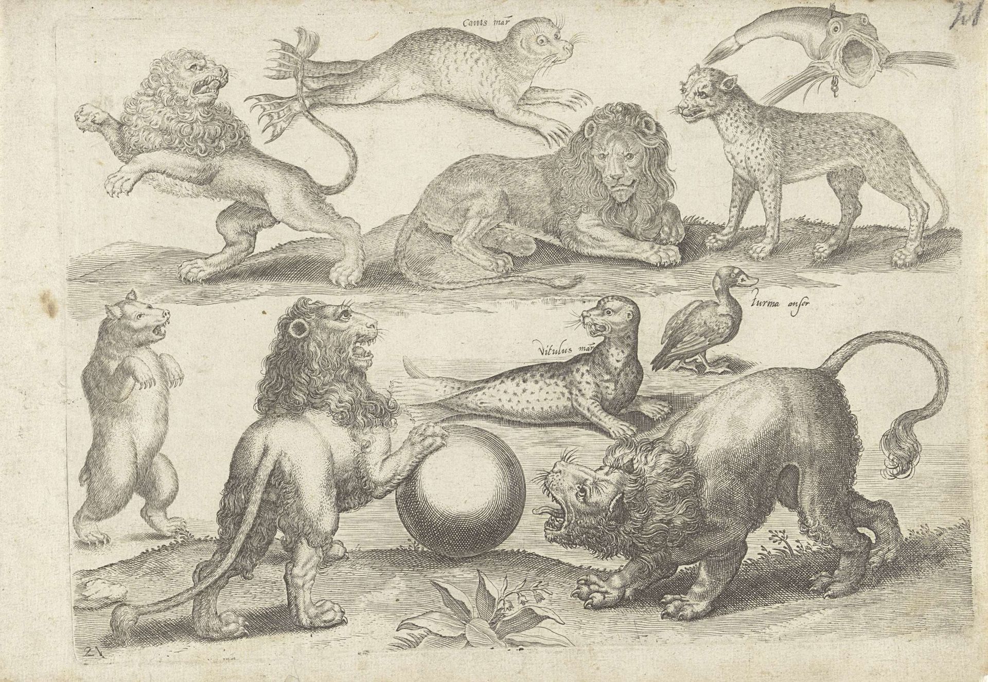 Studieblad met tekenvoorbeelden: diverse dieren by Michael Snijders