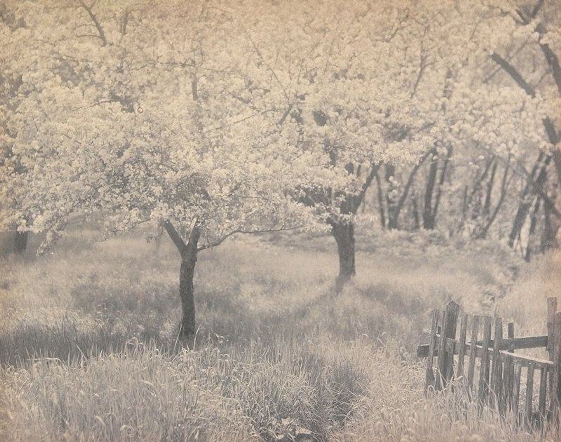 Untitled [Apple Blossoms and Fence] by William B. Post