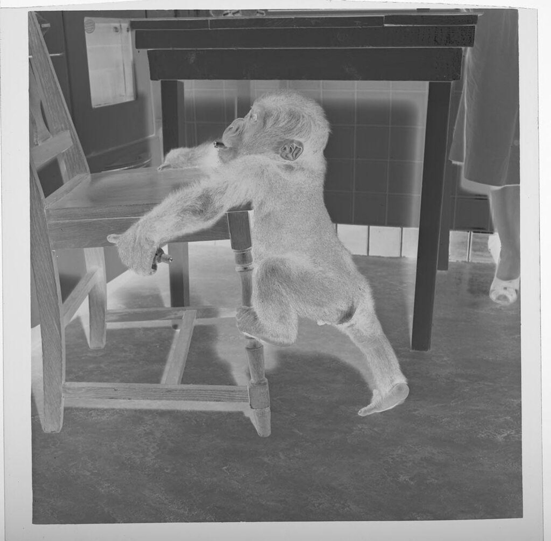 Untitled (baby gorilla climbing onto chair) by Jack Gould
