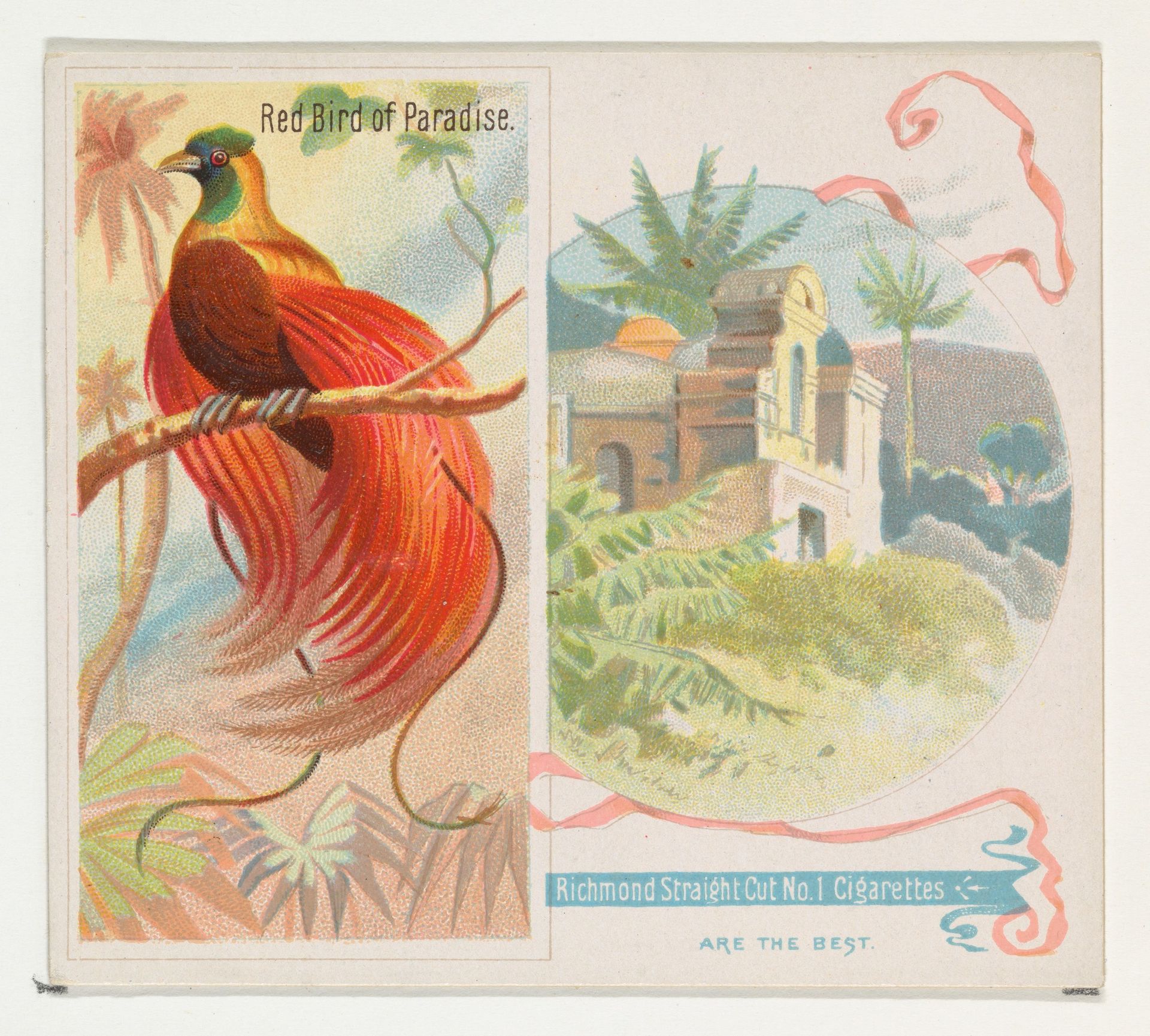 Red Bird of Paradise, from Birds of the Tropics series (N38) for Allen & Ginter Cigarettes by Allen & Ginter