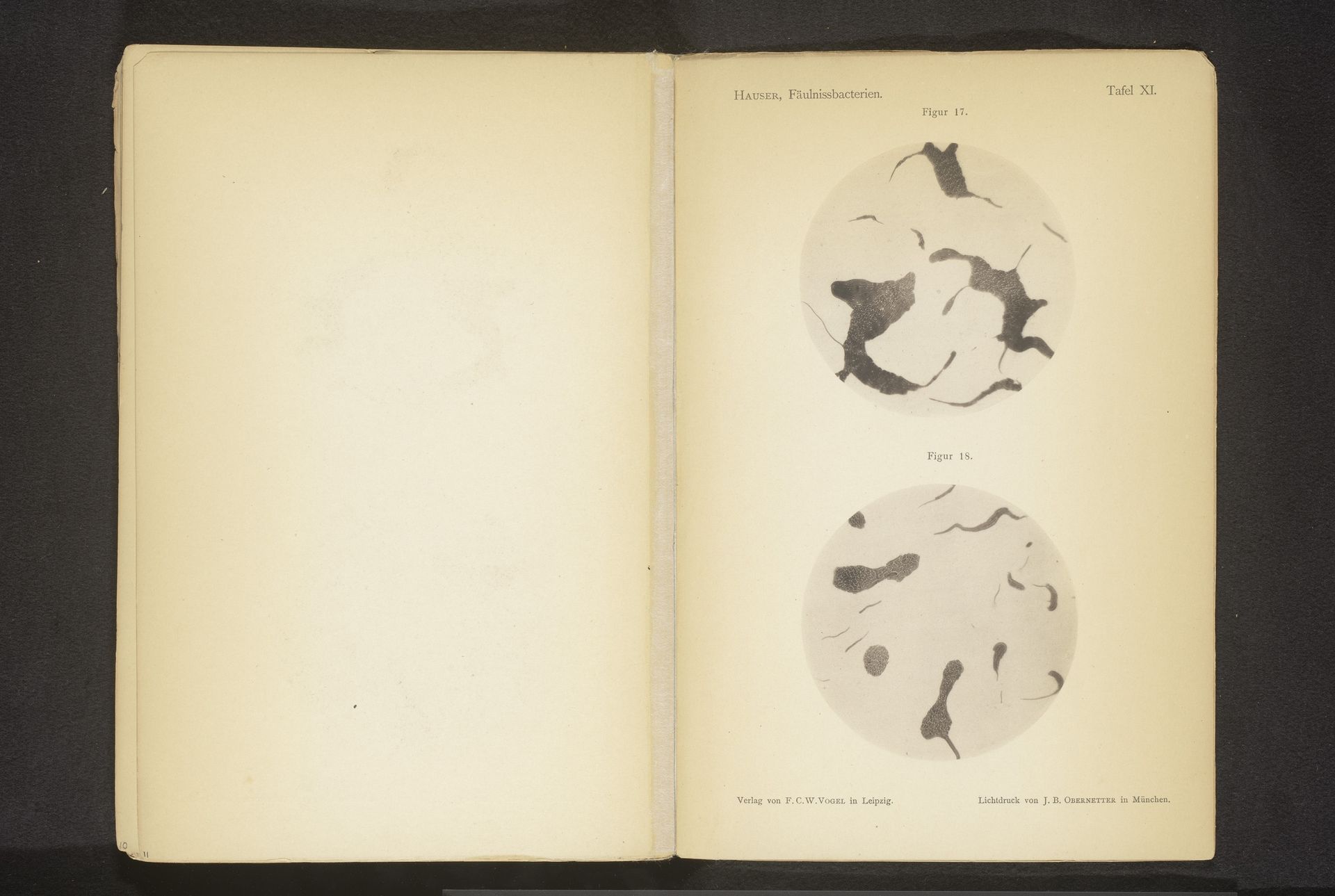 Twee microscoopopnamen van bederfbacteriën by Gustav Hauser