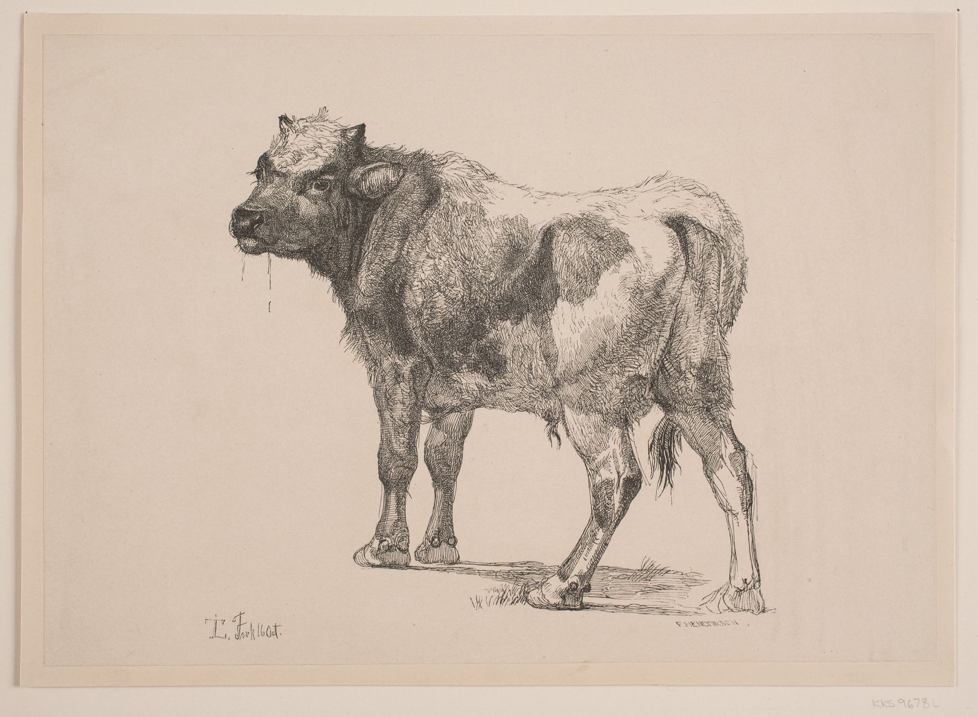 Stående Tyrekalv by Anonymous