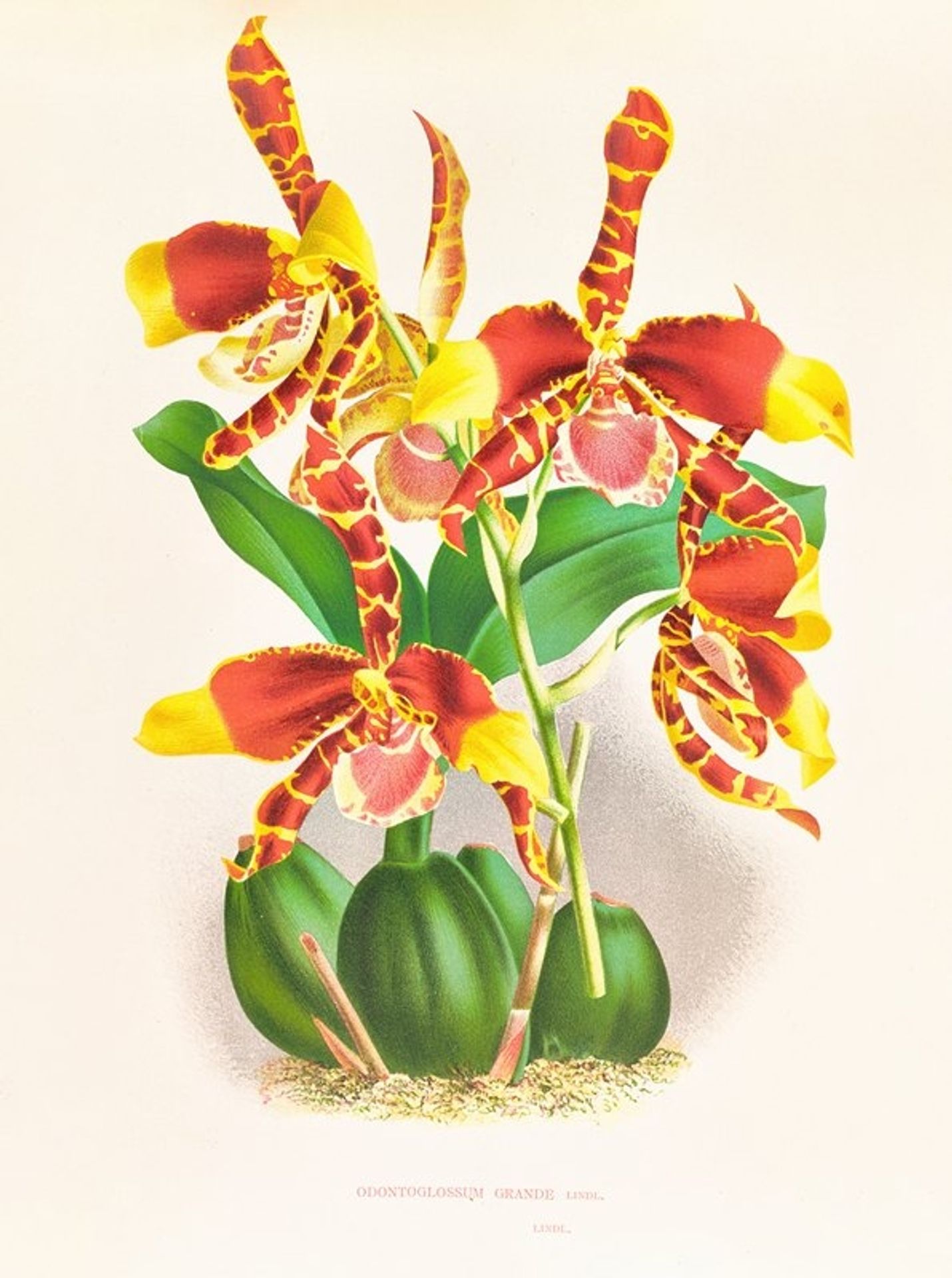 Odontoglossum grande by Jean Jules Linden