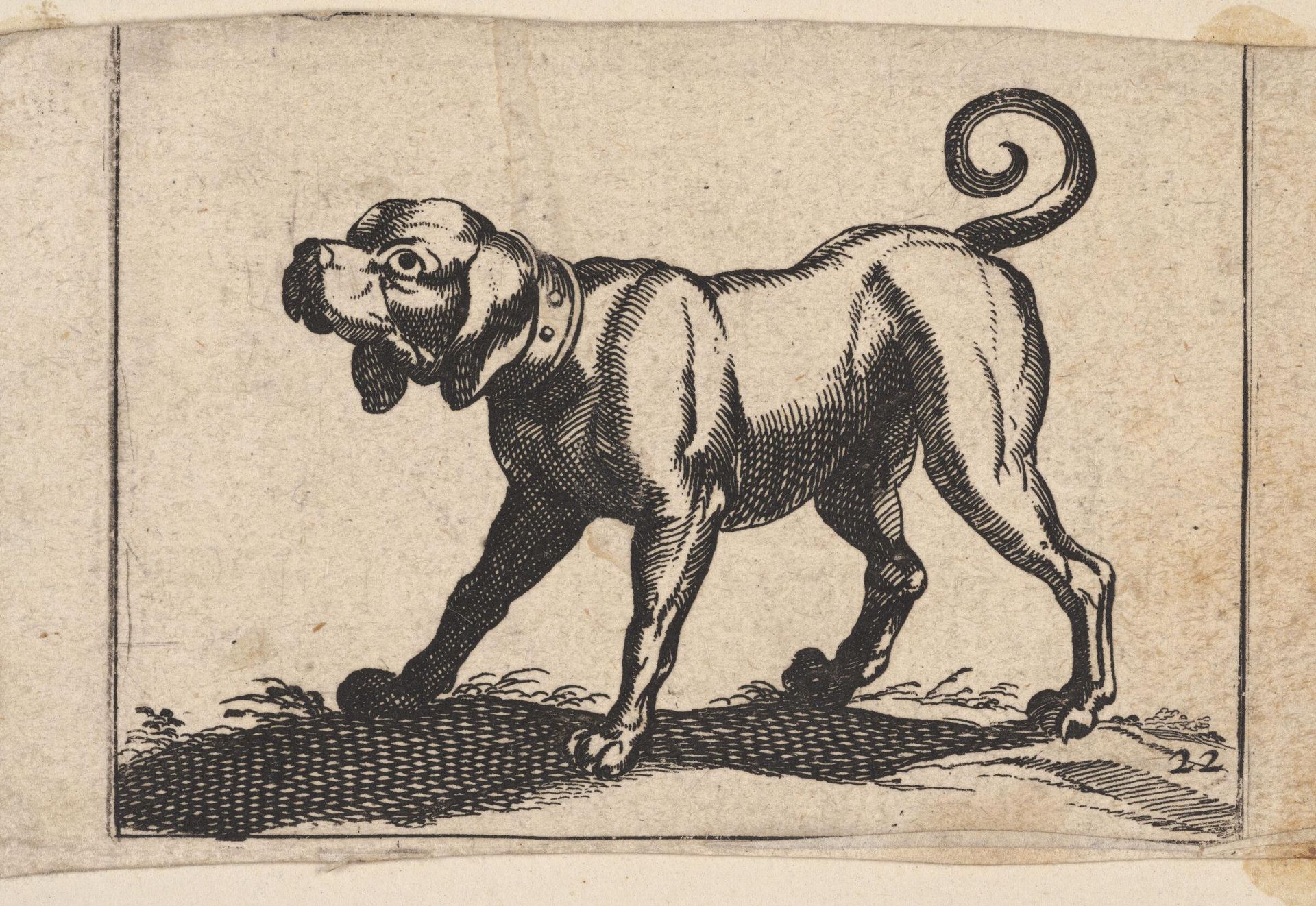 Standing Hound Facing Left by Antonio Tempesta