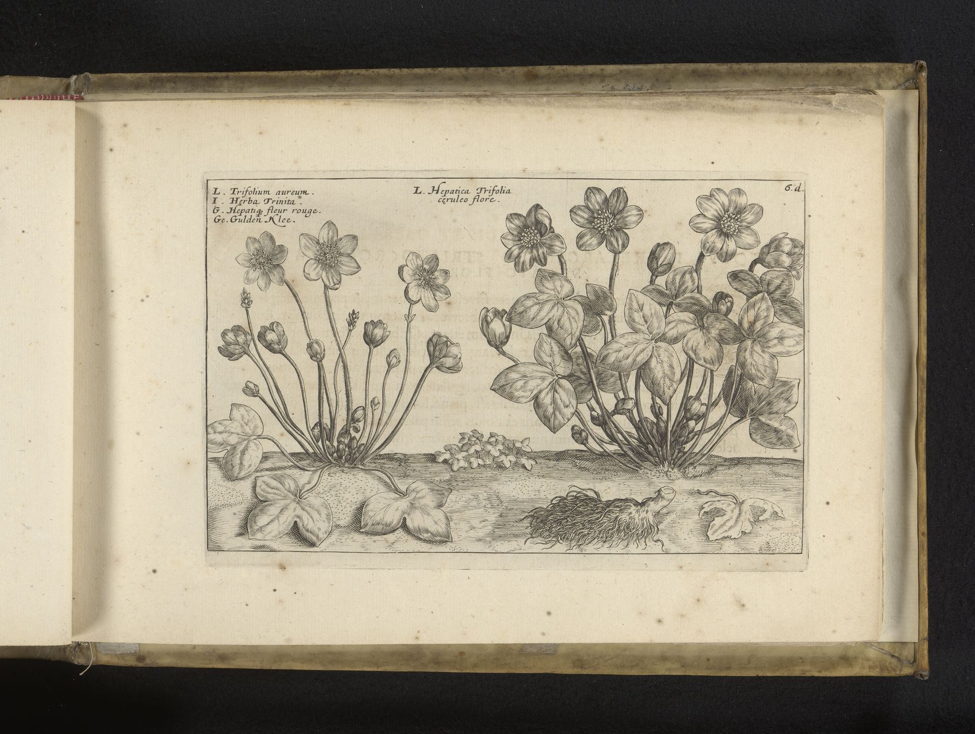 Twee varianten van het leverbloempje (Hepatica nobilis) by Crispijn van de (II) Passe