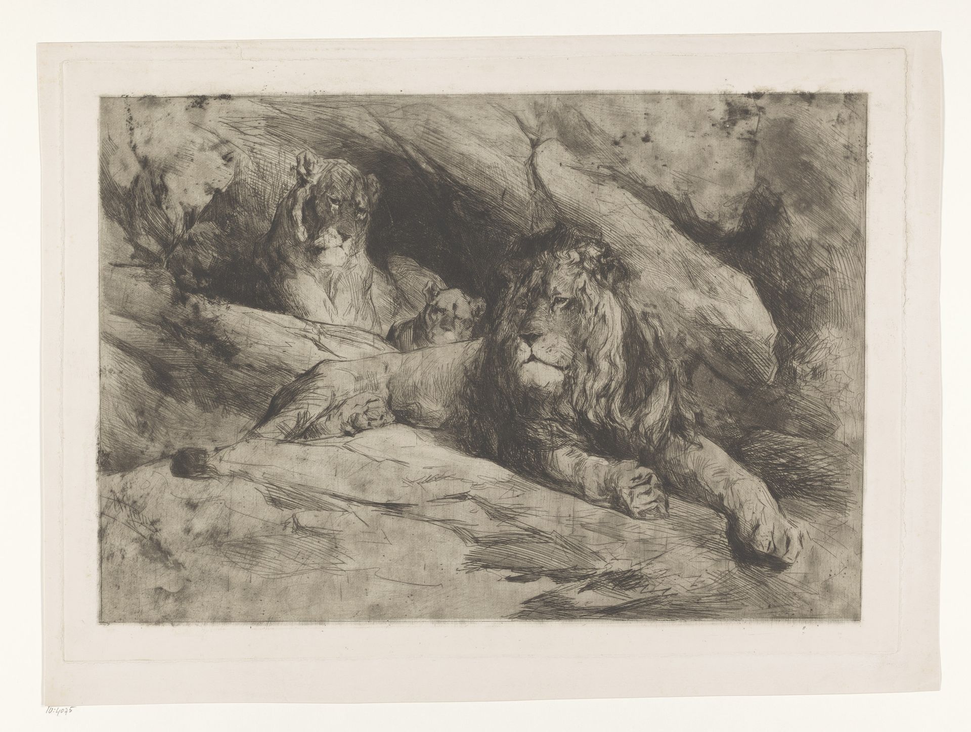 Leeuwen met een welp by Armand Heins