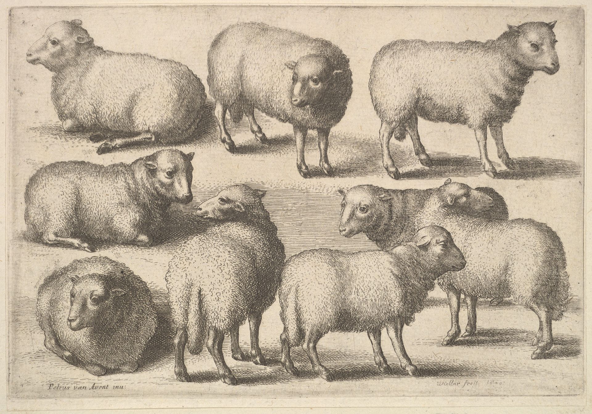 Nine sheep by Wenceslaus Hollar