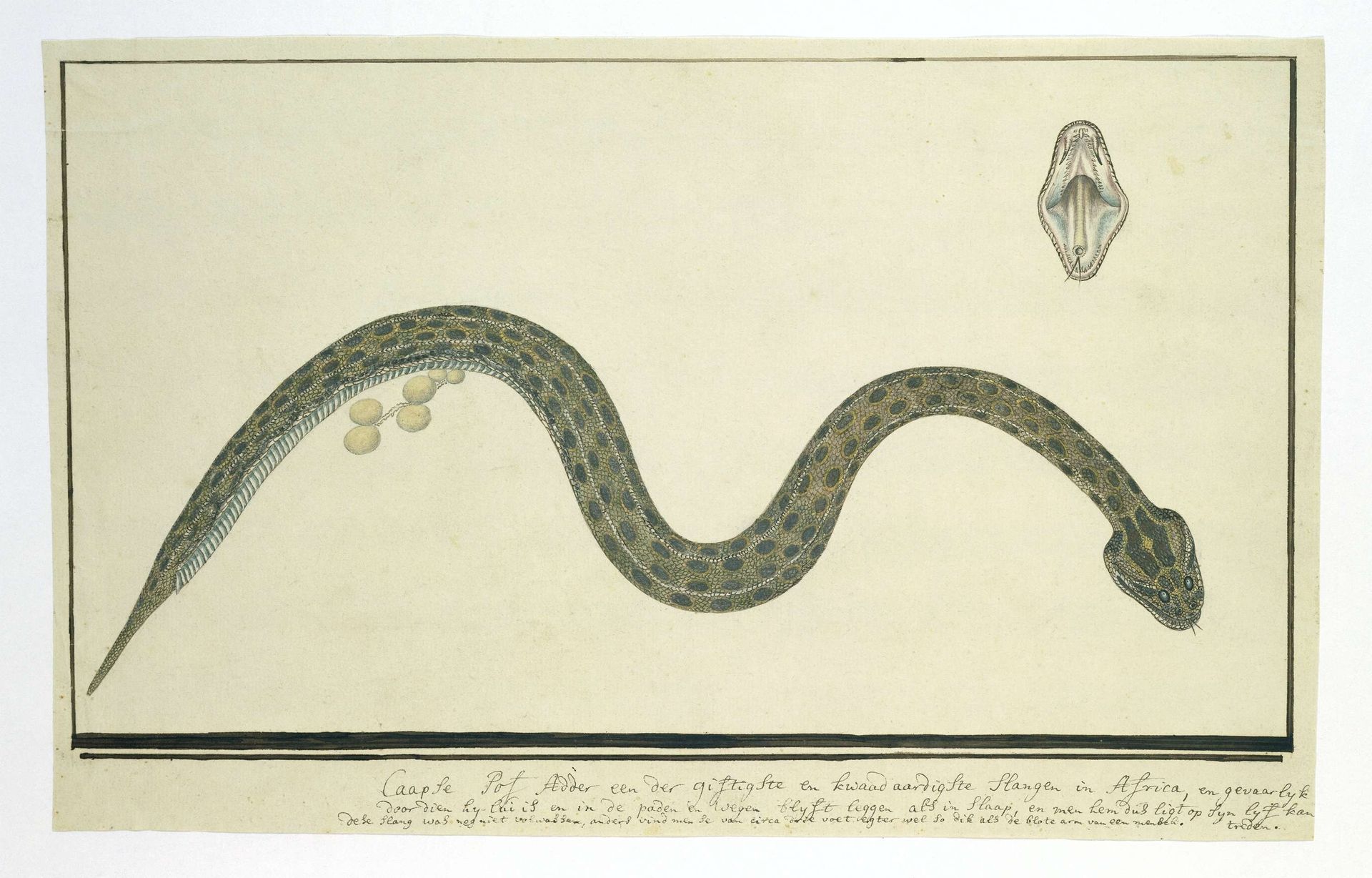Bitis atropos (Berg adder) by Robert Jacob Gordon