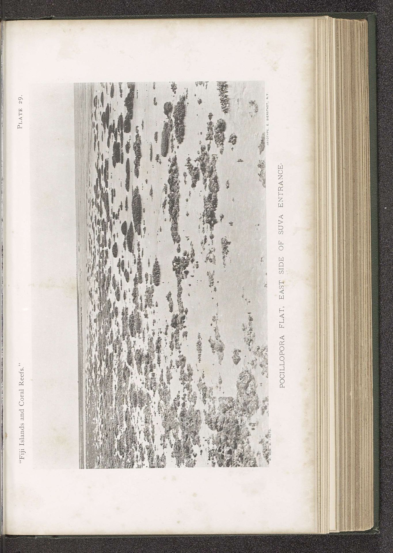 Gezicht op een koraalrif met pocilloporakoraal bij Suva by W. McM. Woodworth
