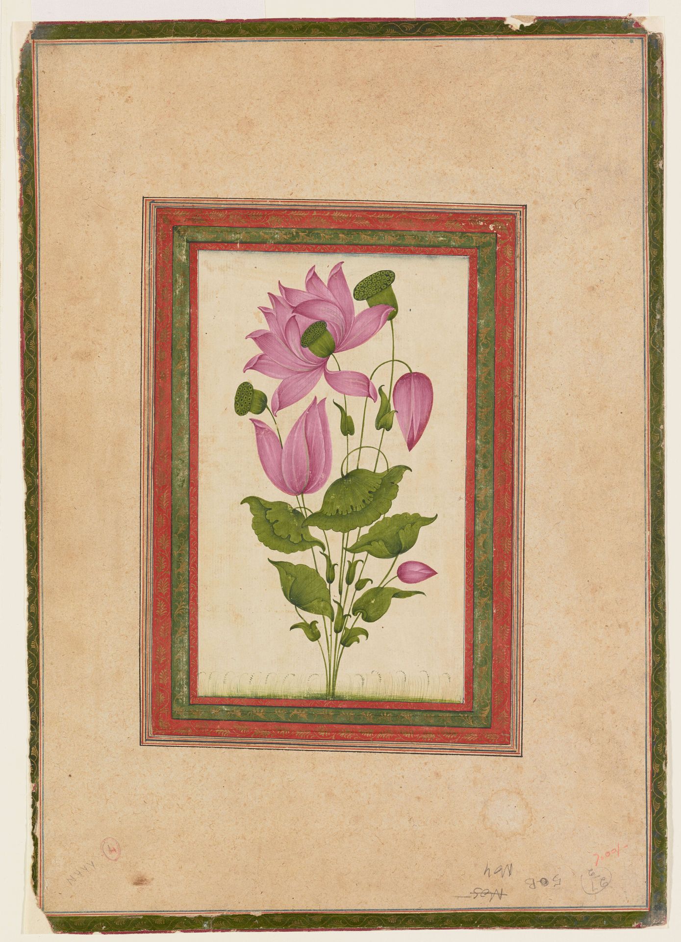 Album folio of a pink lotus by Anonymous