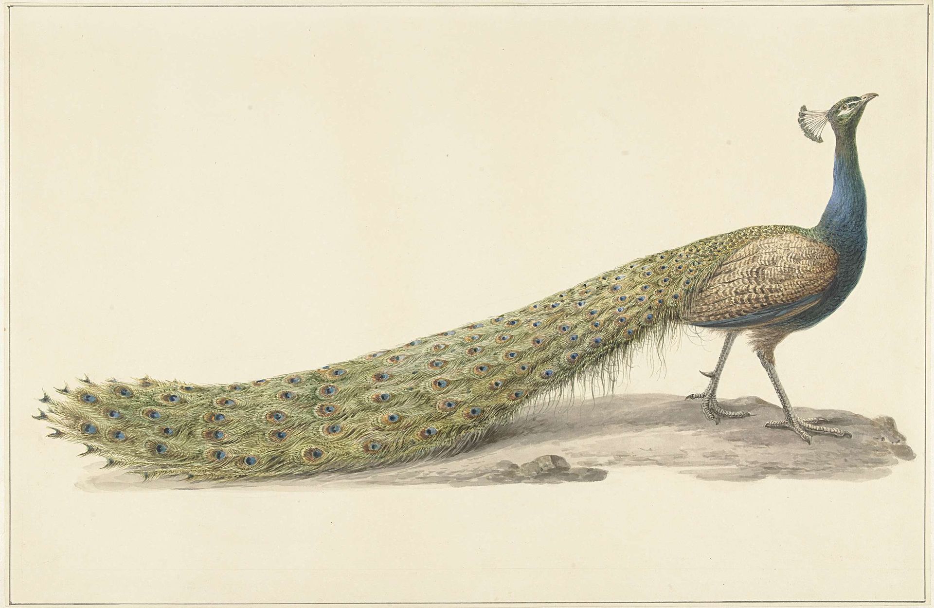 Blauwe pauw by Pieter Pietersz. Barbiers