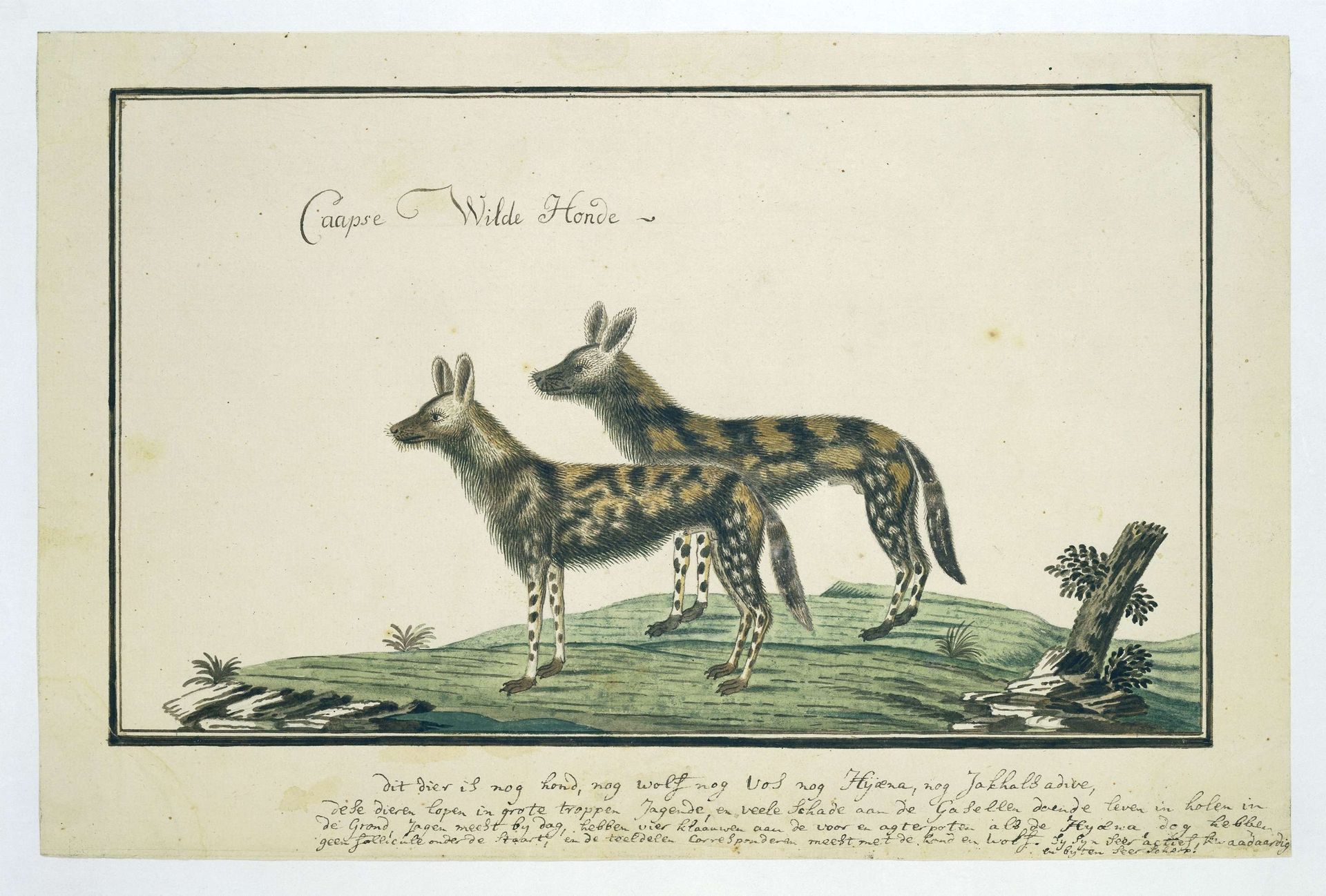 Lycaon pictus (African wild dog) by Robert Jacob Gordon