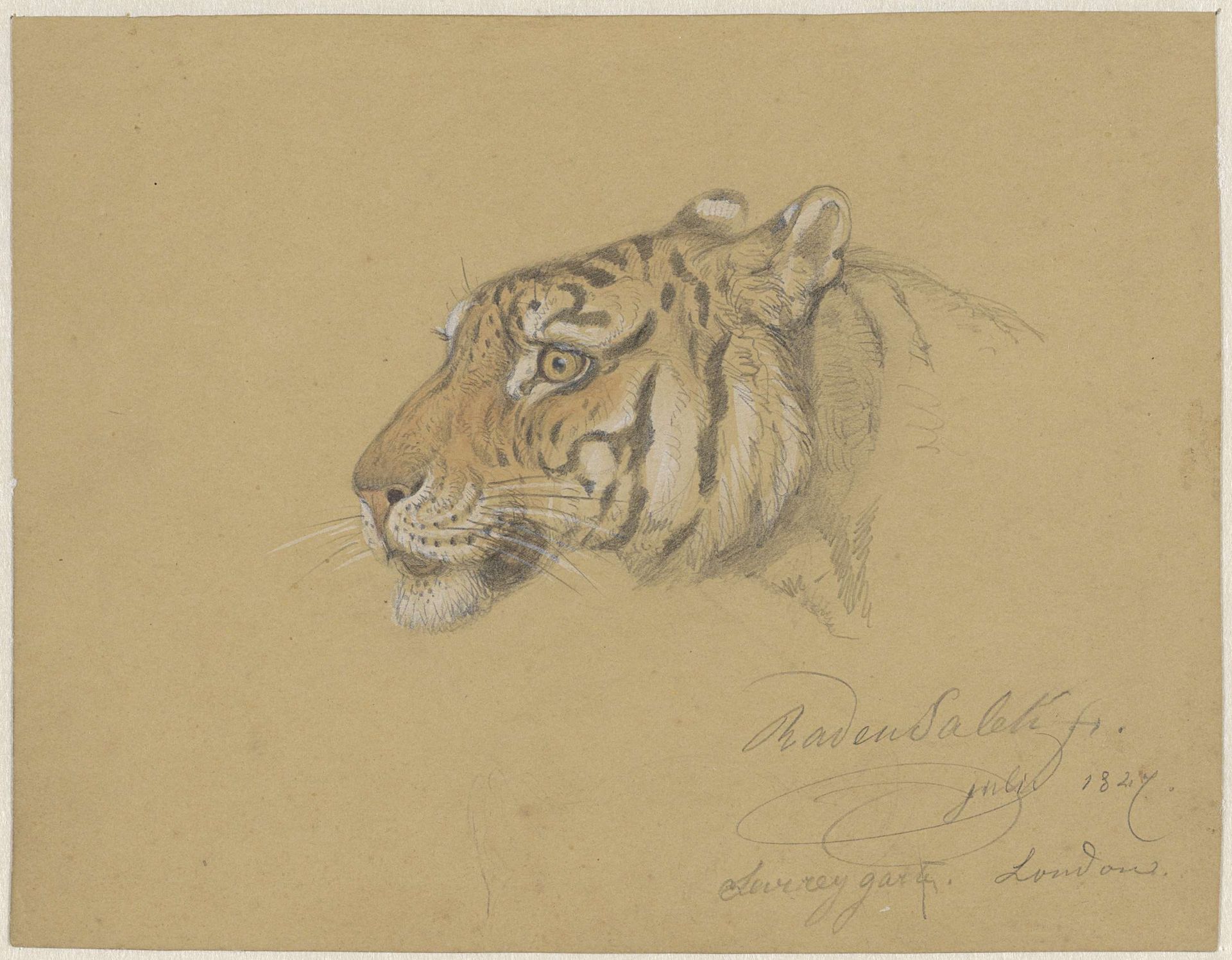 Kop van een Tijger by Raden Saleh