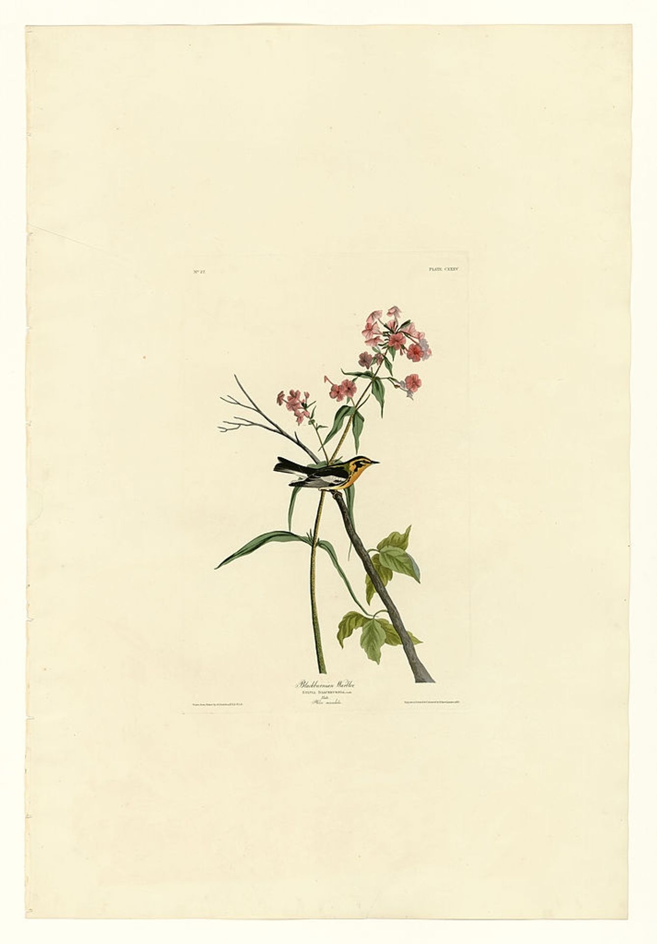 Plate 135 Blackburnian Warbler by John James Audubon