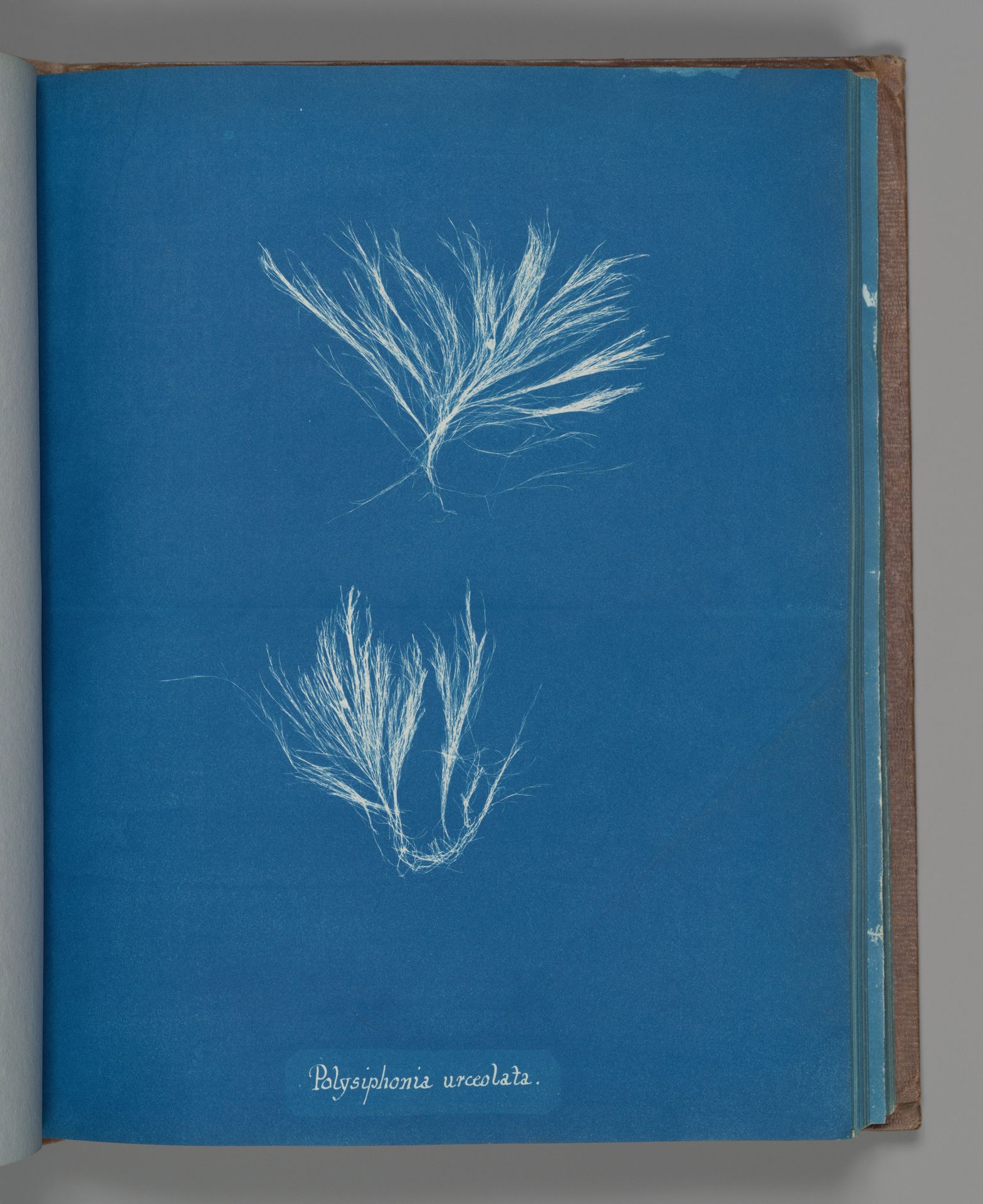 Polysiphonia urceolata by Anna Atkins