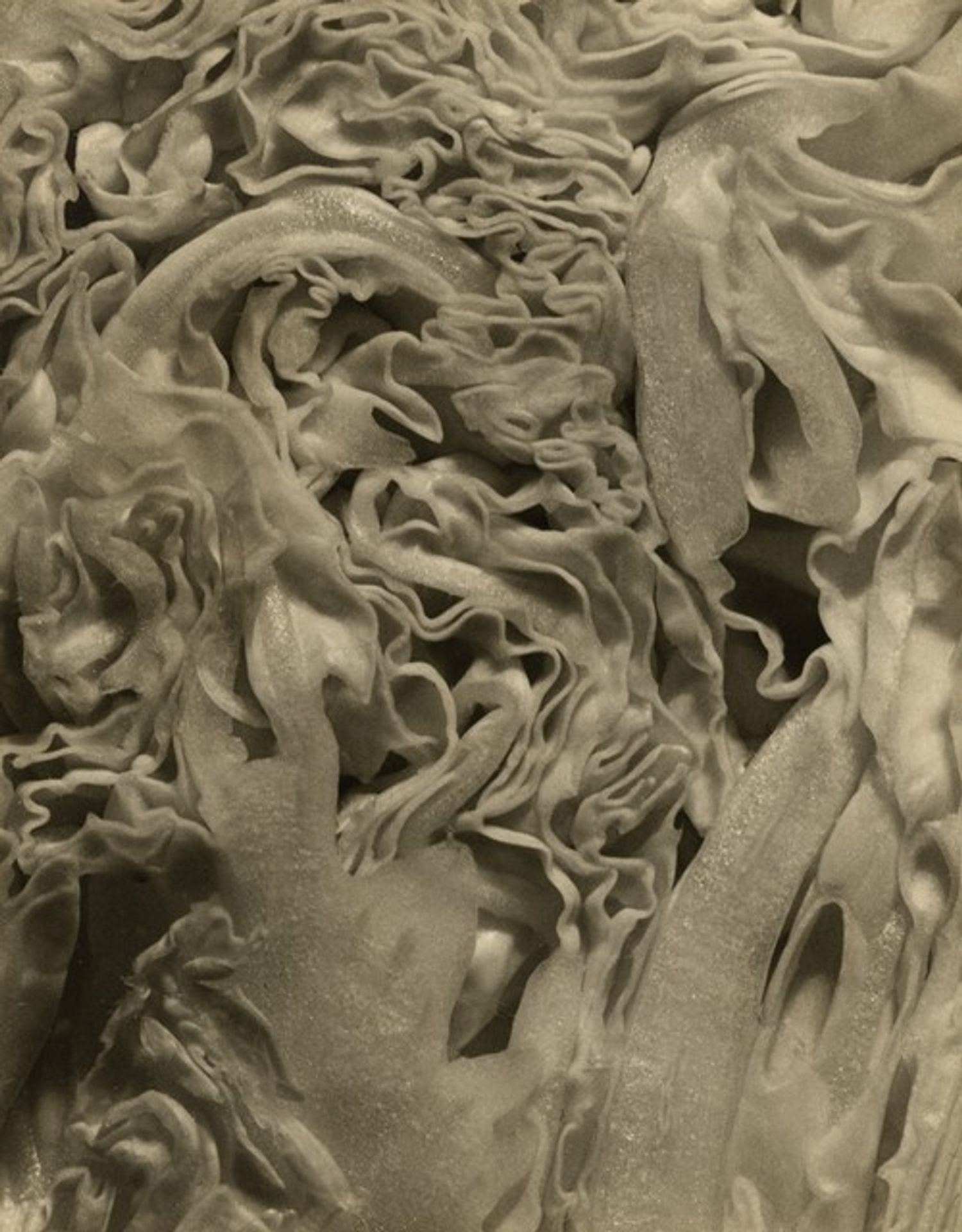 Intimate Design (Cabbage) by John Vanderpant