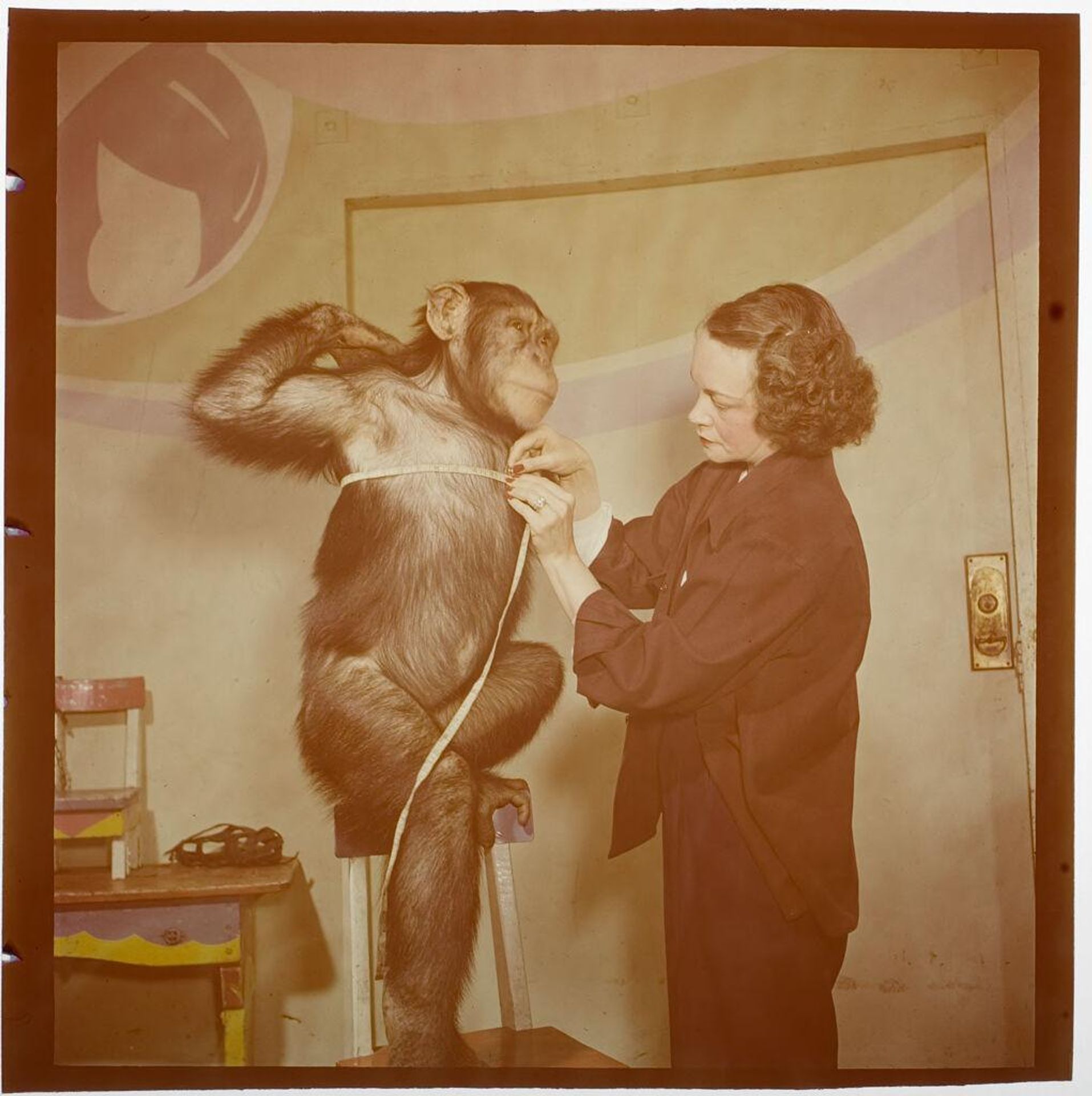 Untitled (woman measuring chimp) by Jack Gould