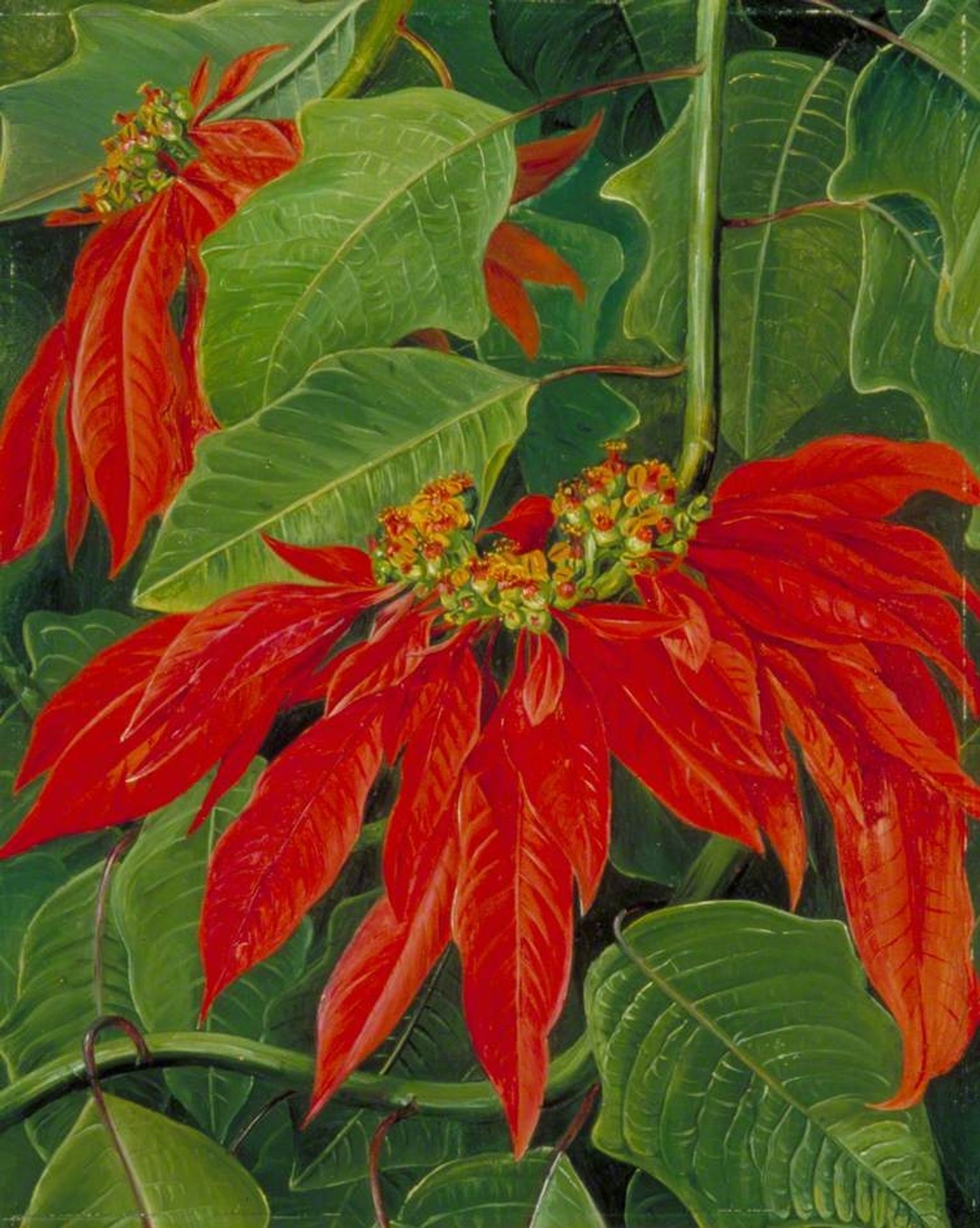 Flor de Pascua or Easter Flower, at Morro Velho, Brazil by Marianne North