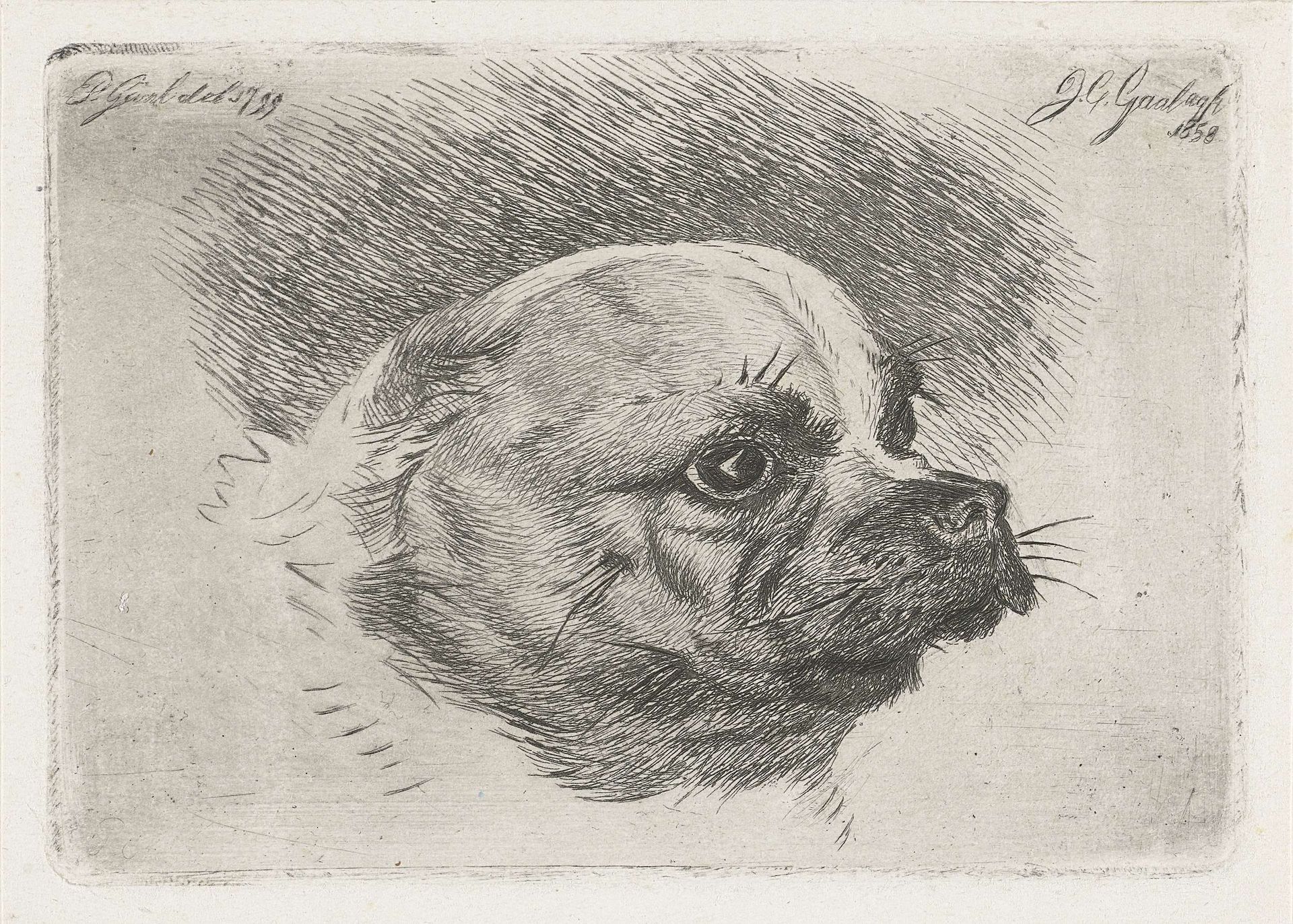 Kop van een mopshond by Jacobus Cornelis Gaal