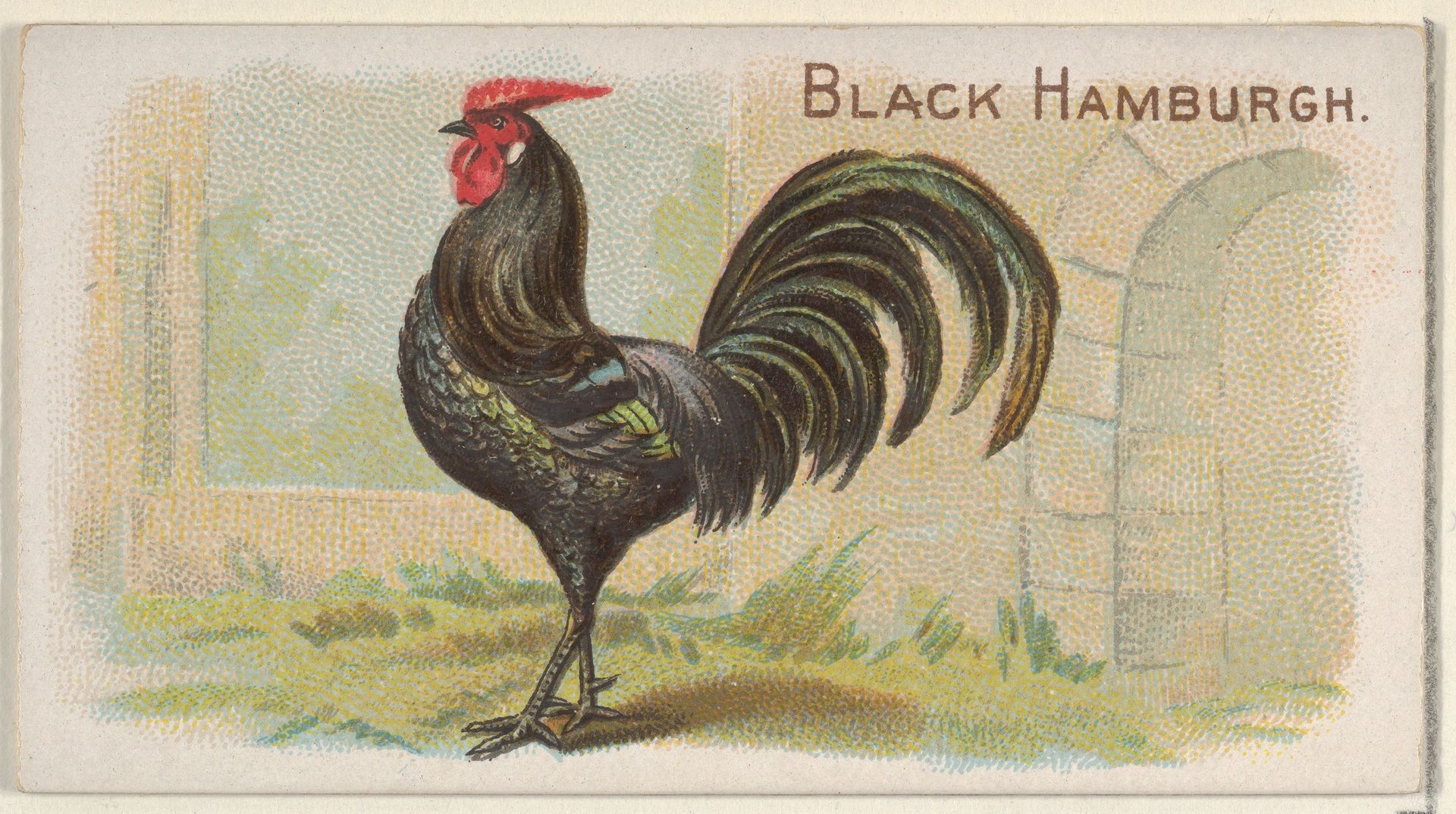 Black Hamburgh, from the Prize and Game Chickens series (N20) for Allen & Ginter Cigarettes by Allen & Ginter