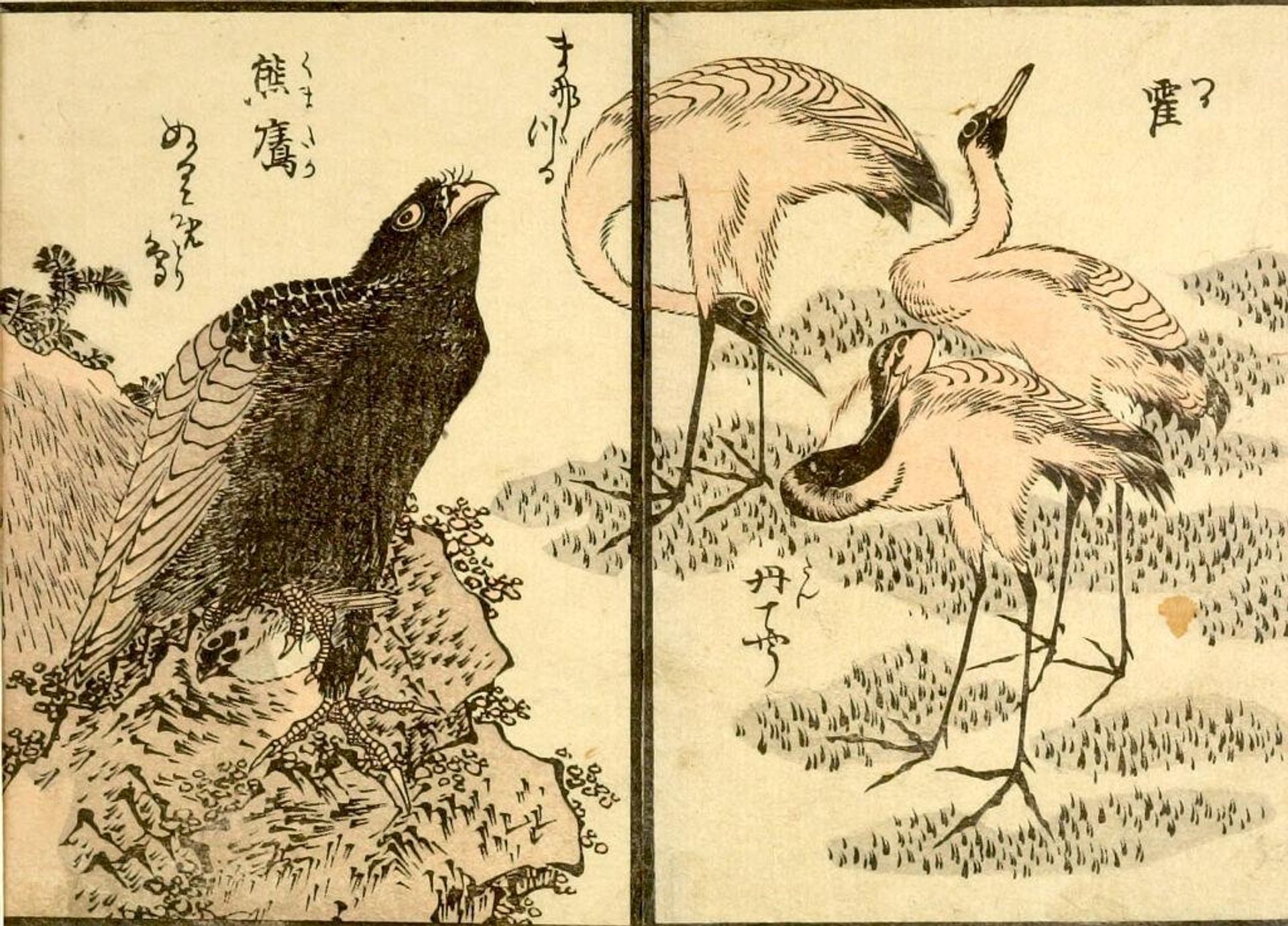 from the illustrated book "KachÅ gaden" by Katsushika Taito II äºä»£èé£¾æ´æ